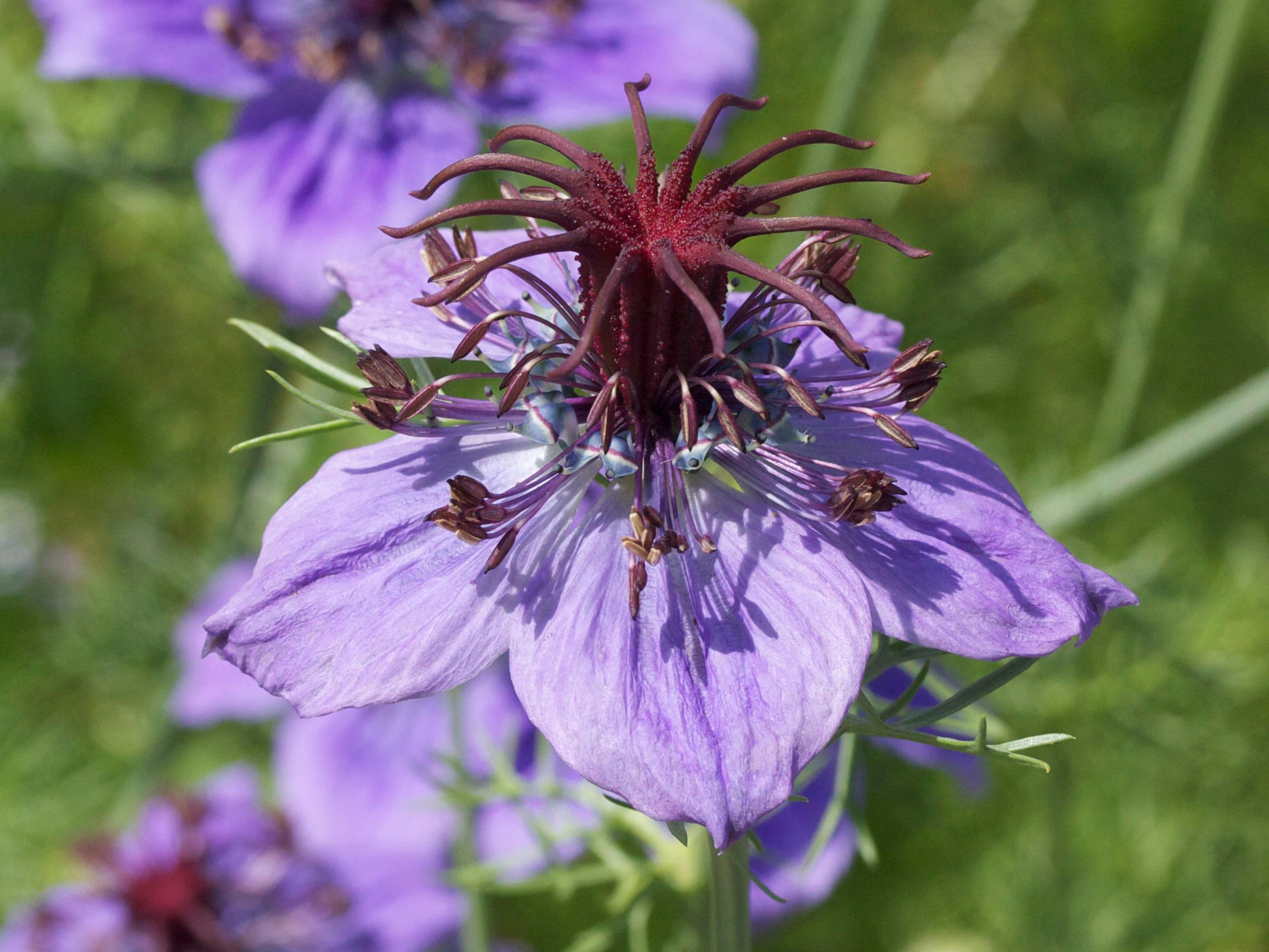 nigella_hispanica3md