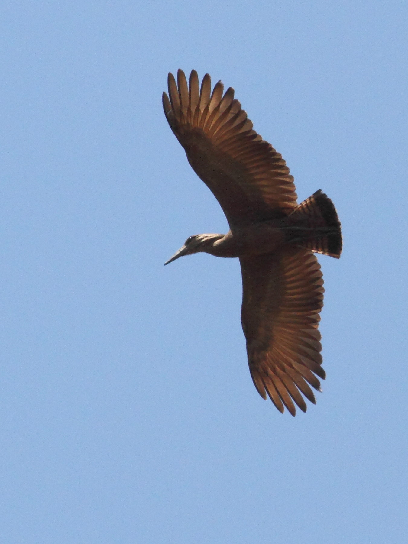 ombrette_-_scopus_umbretta4bd