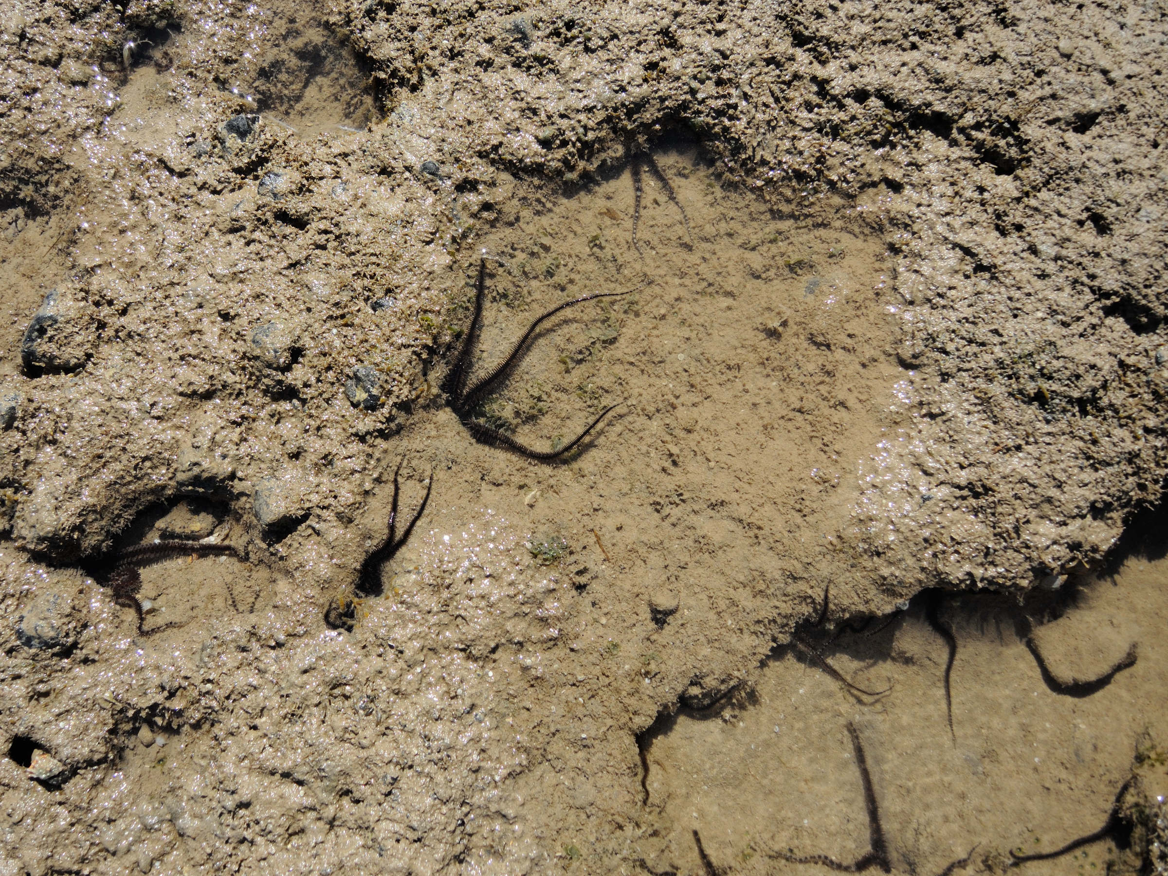 ophiocoma_scolopendrina3md