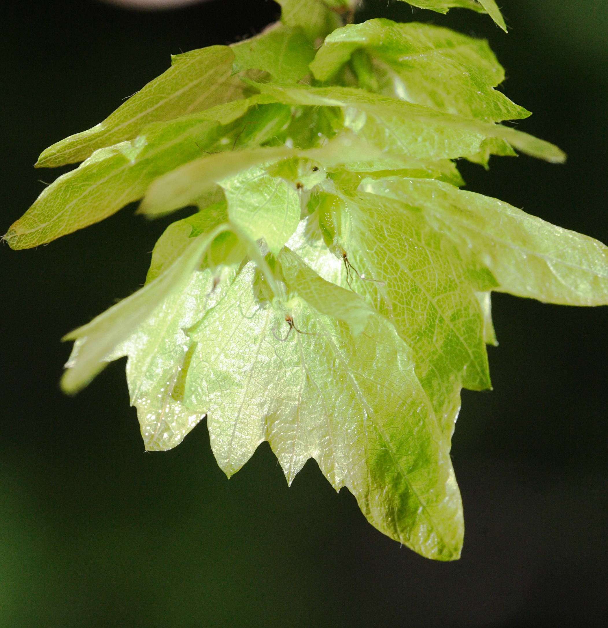ostrya_carpinifolia3md