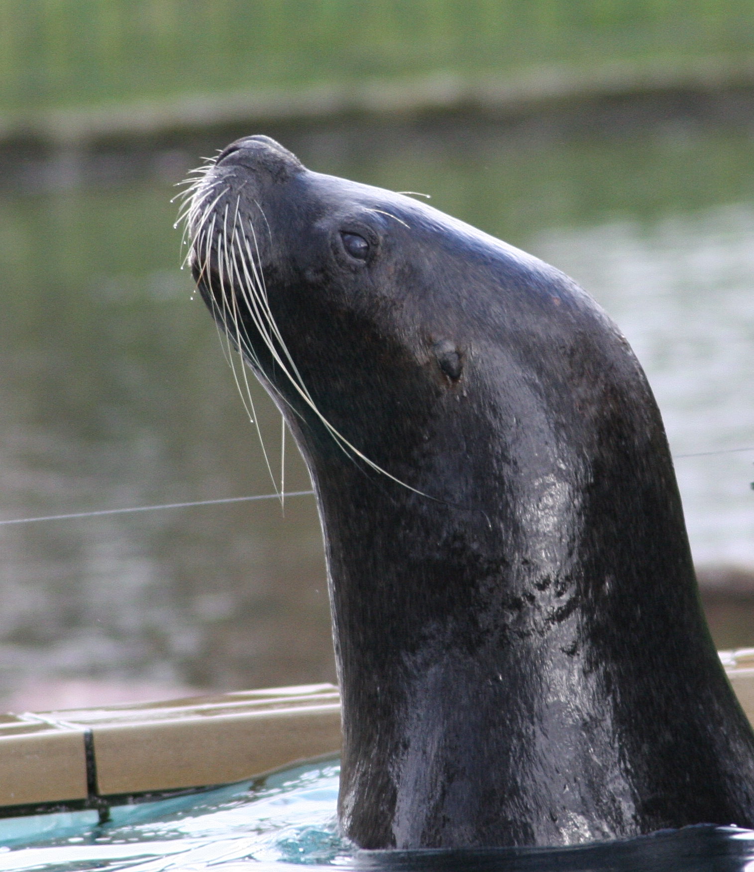 otaria_flavescens5md