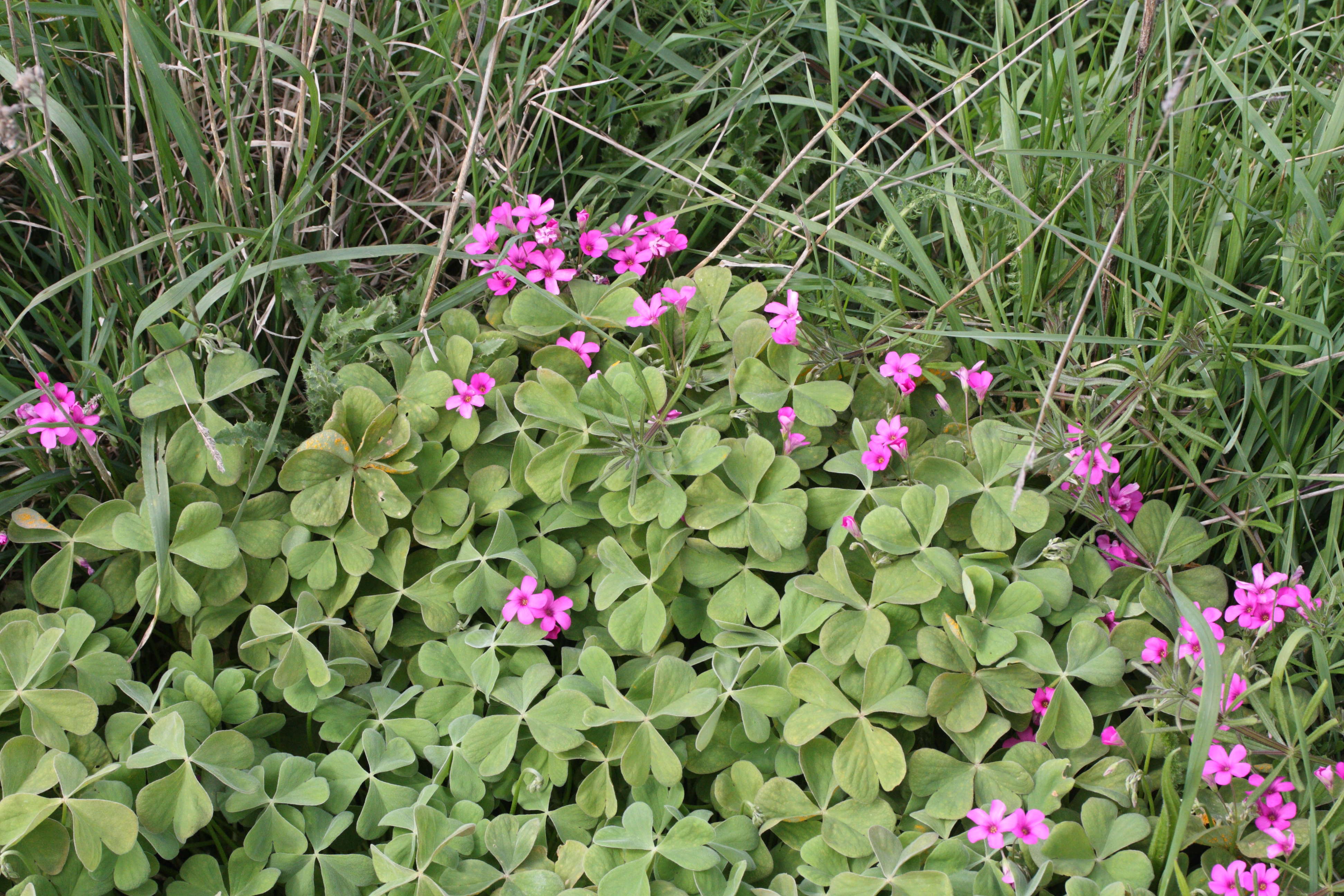 oxalis_articulata1md