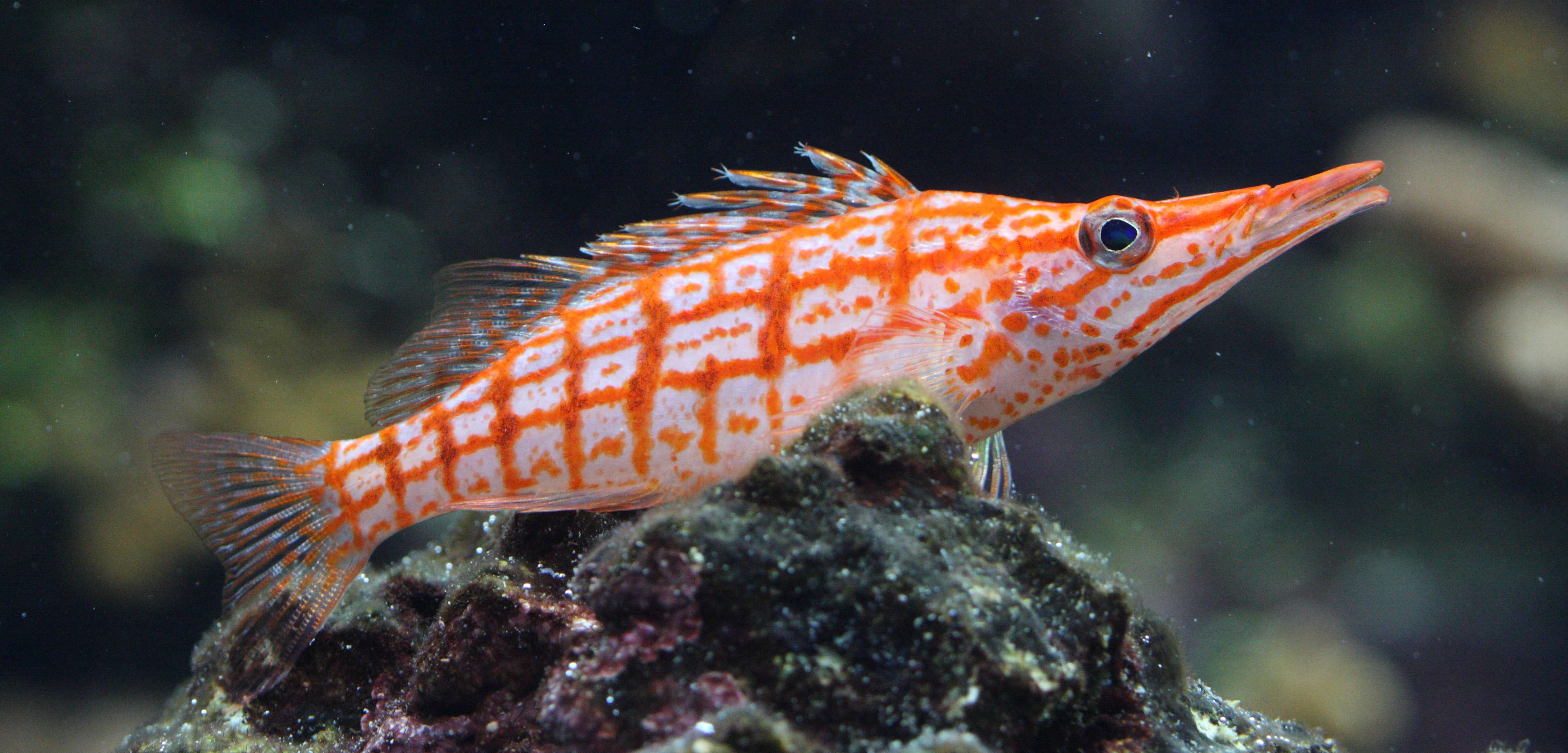 Afficher le média Oxyrrhitus_typus Oxyrrhitus_typus