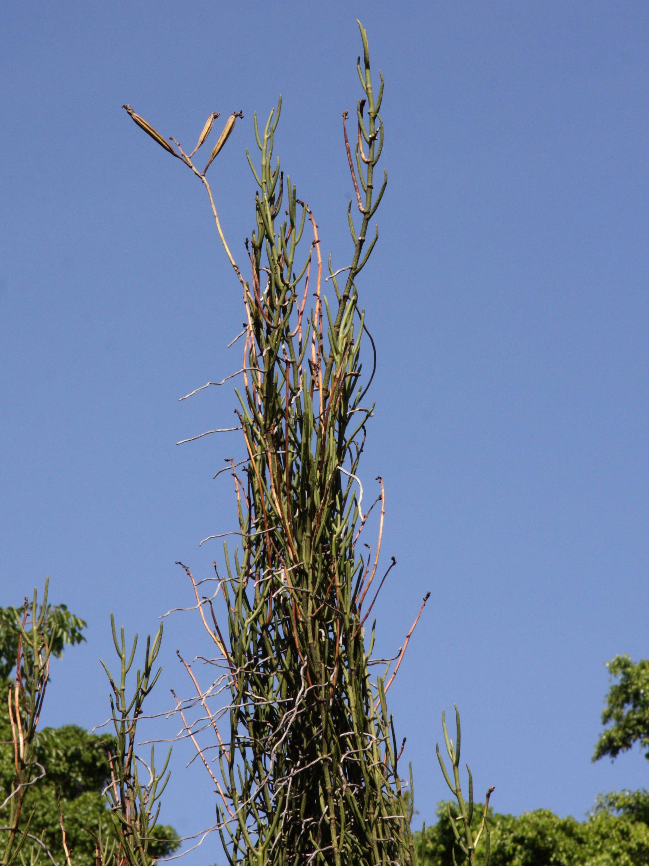 papilionanthe_teres3md