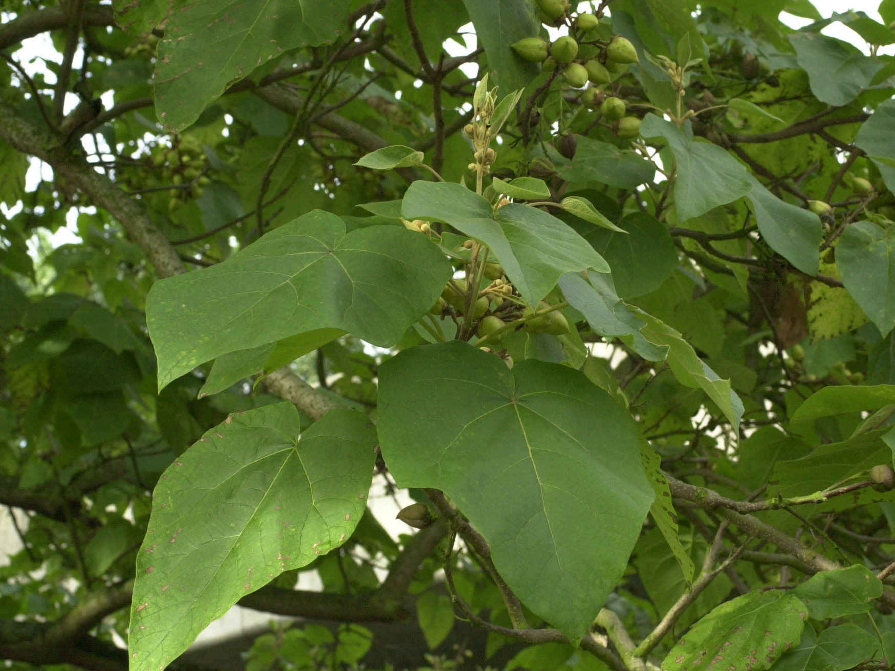 paulownia_tomentosa3md