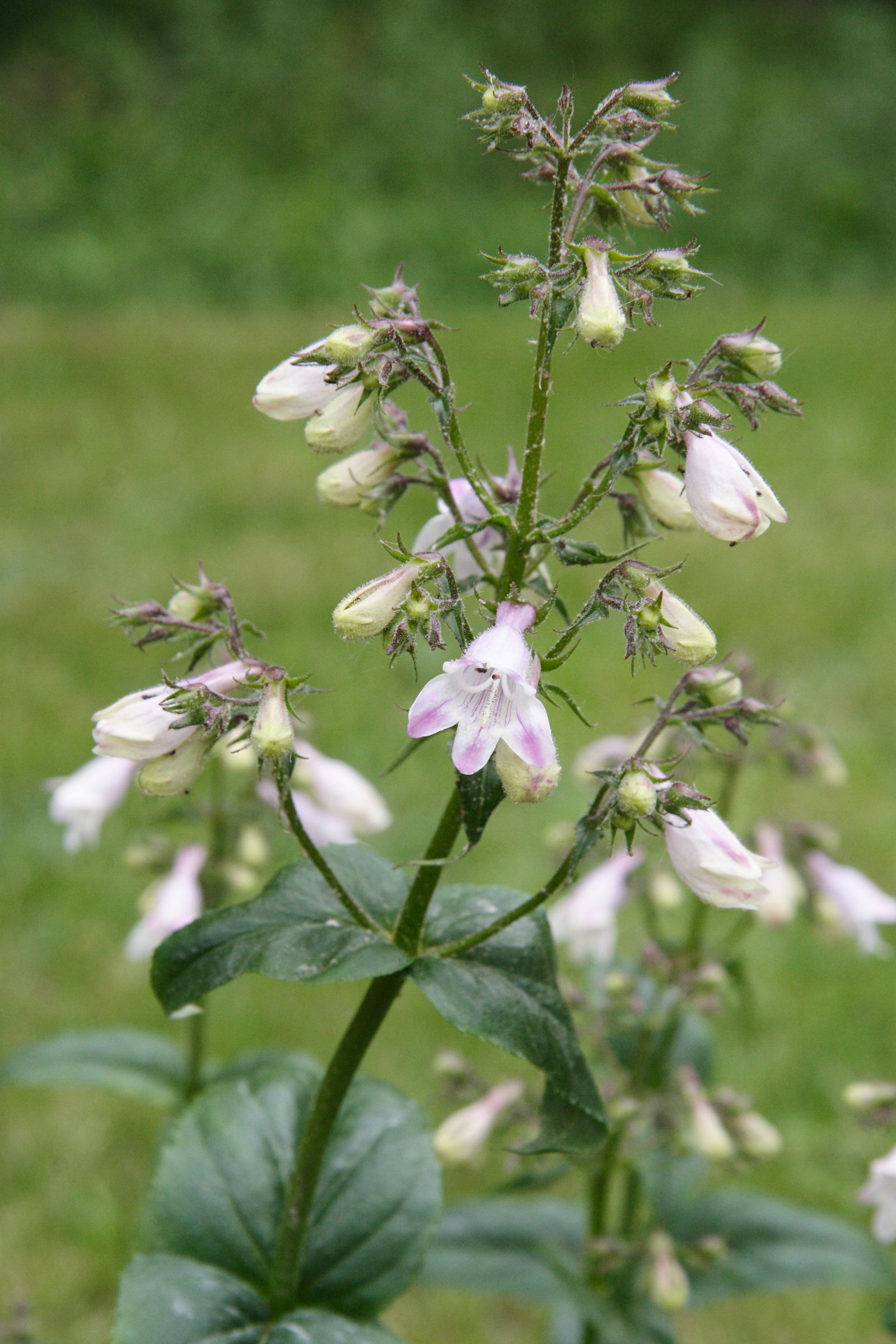 penstemon_ovatus2md