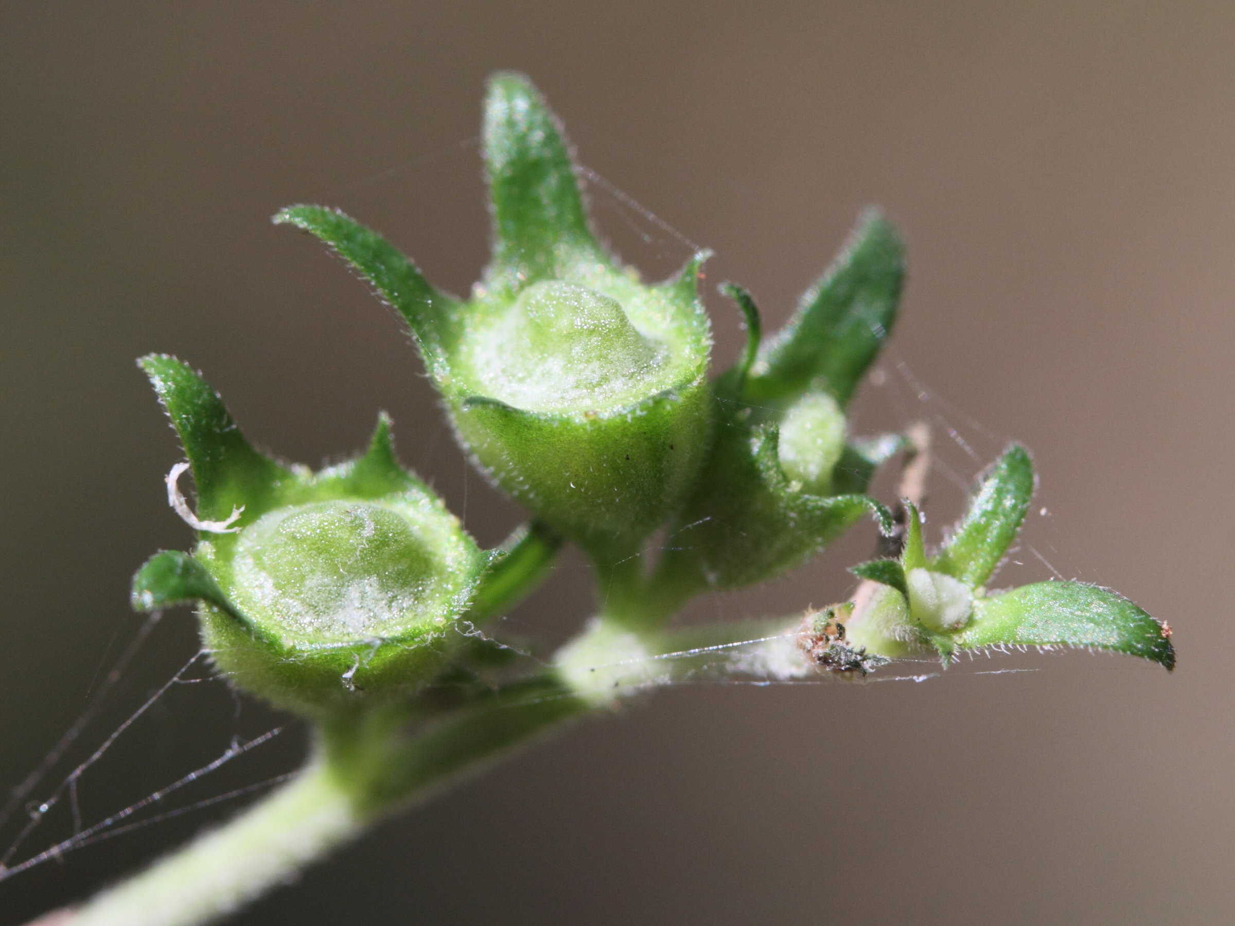 pentas_lanceolata8md