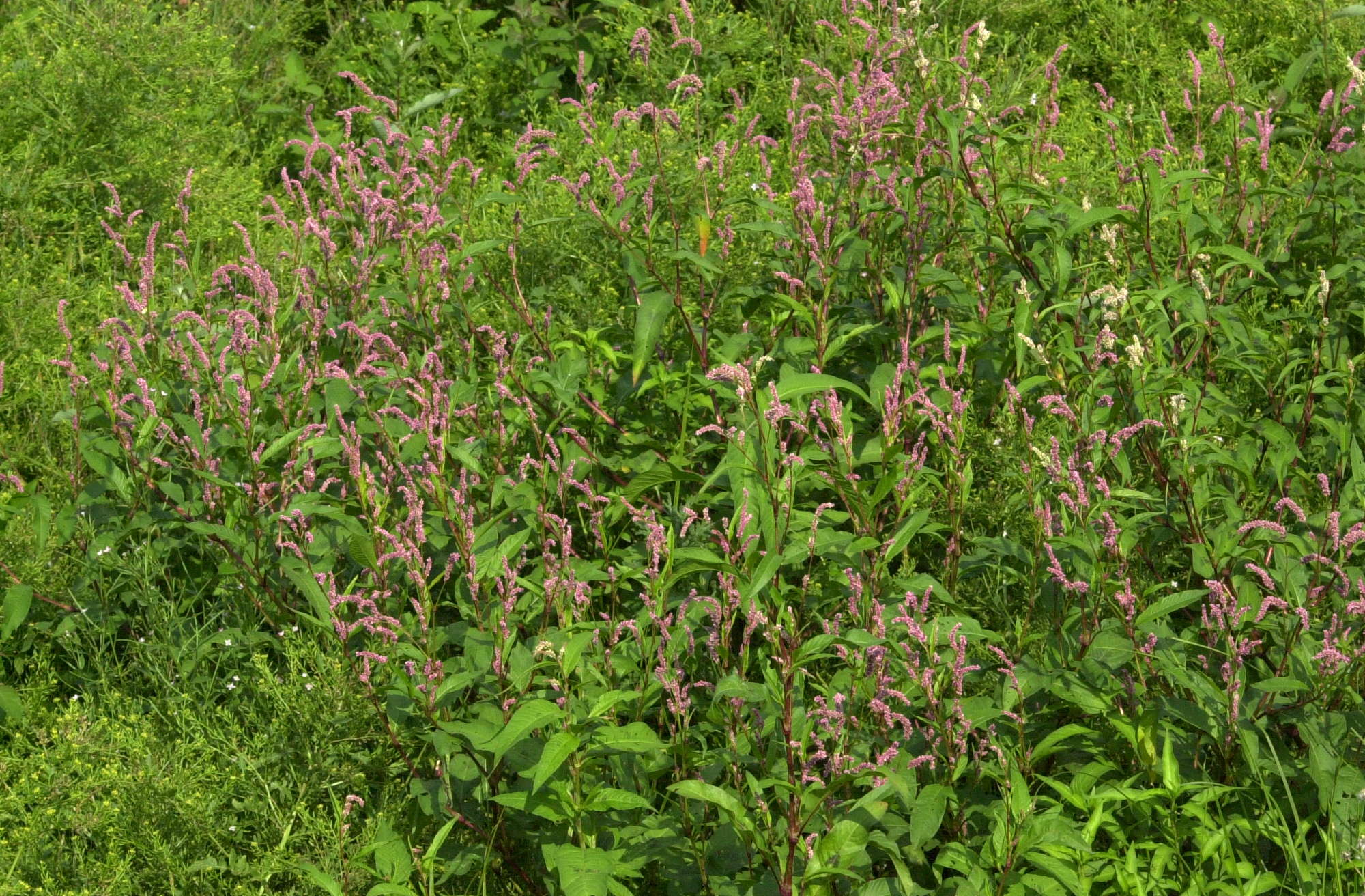 Afficher le média persicaria_lapathifolia1md persicaria_lapathifolia1md