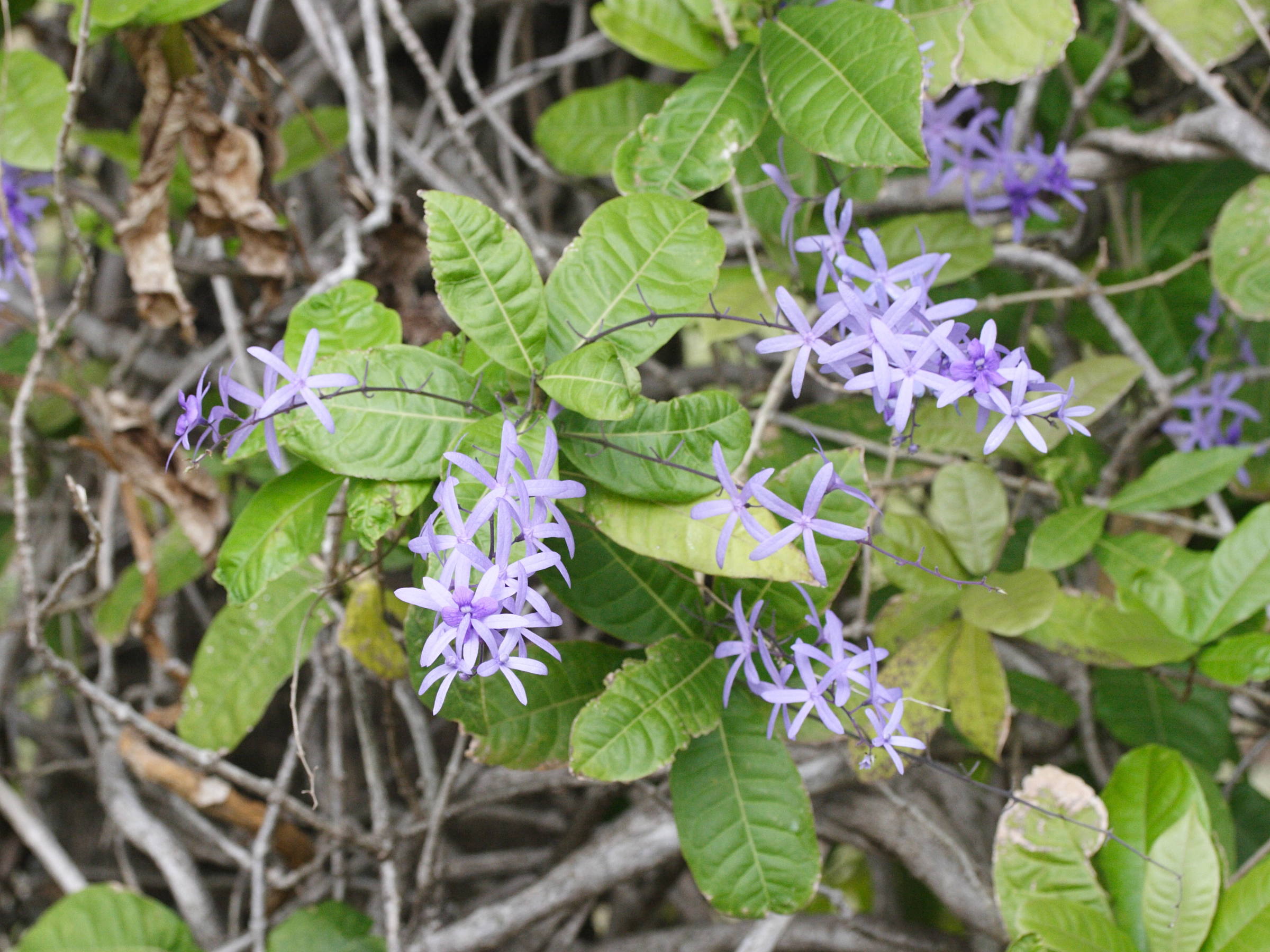 petrea_volubilis2md