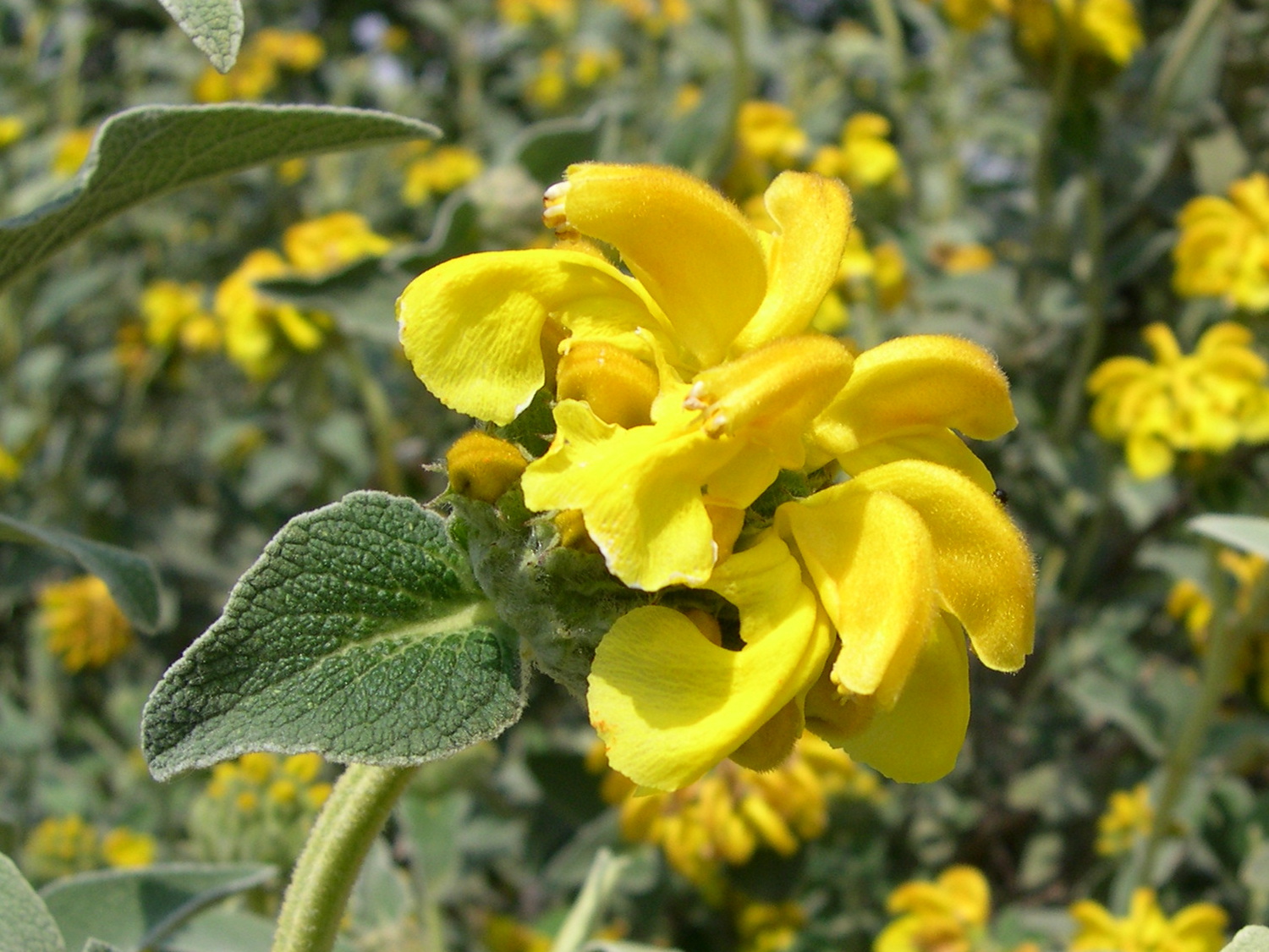 Afficher le média phlomis_fruticosa5md phlomis_fruticosa5md