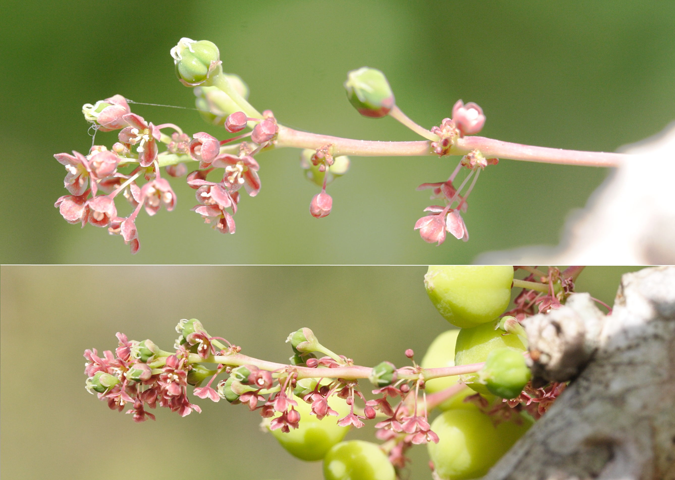 phyllanthus_acidus4md