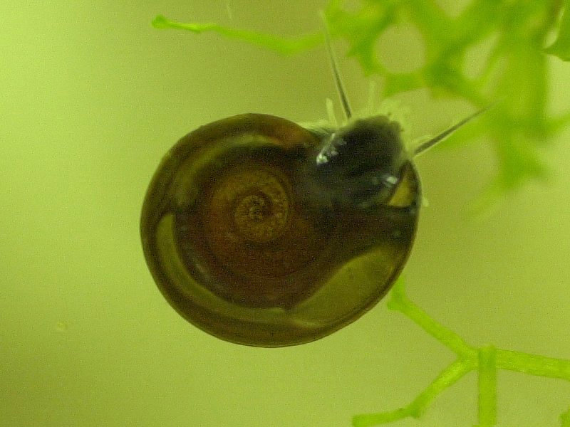 planorbis_planorbis1md