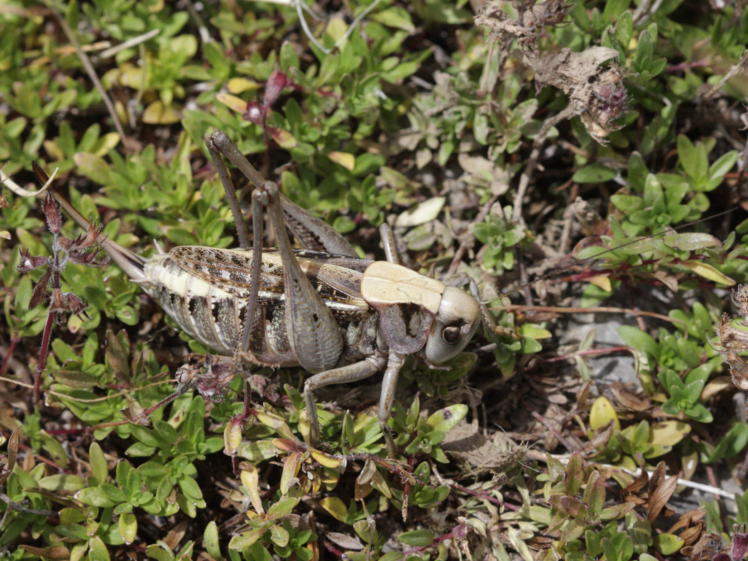 platycleis_albopunctata3bd