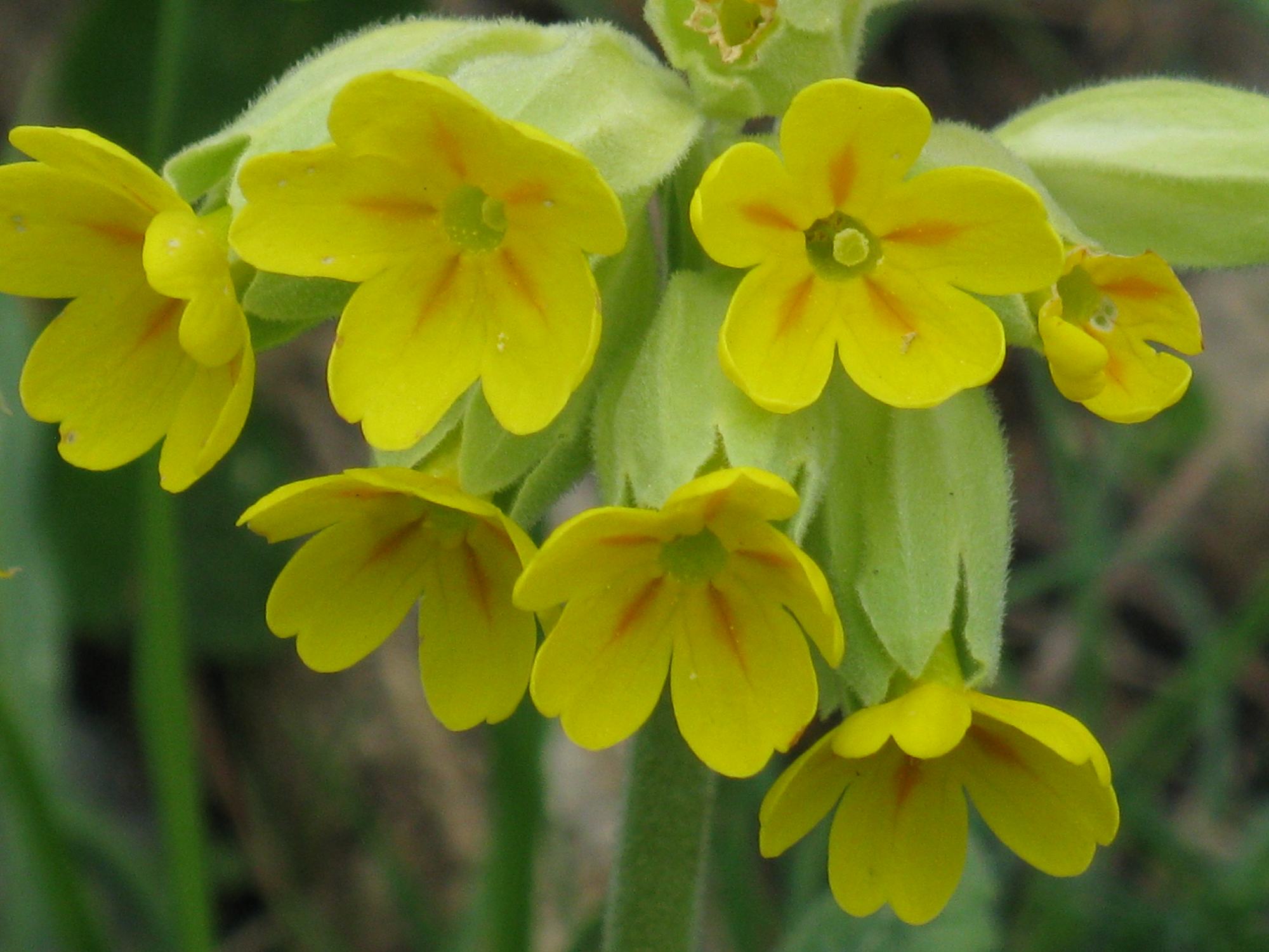 Afficher le média primula_veris2mv primula_veris2mv