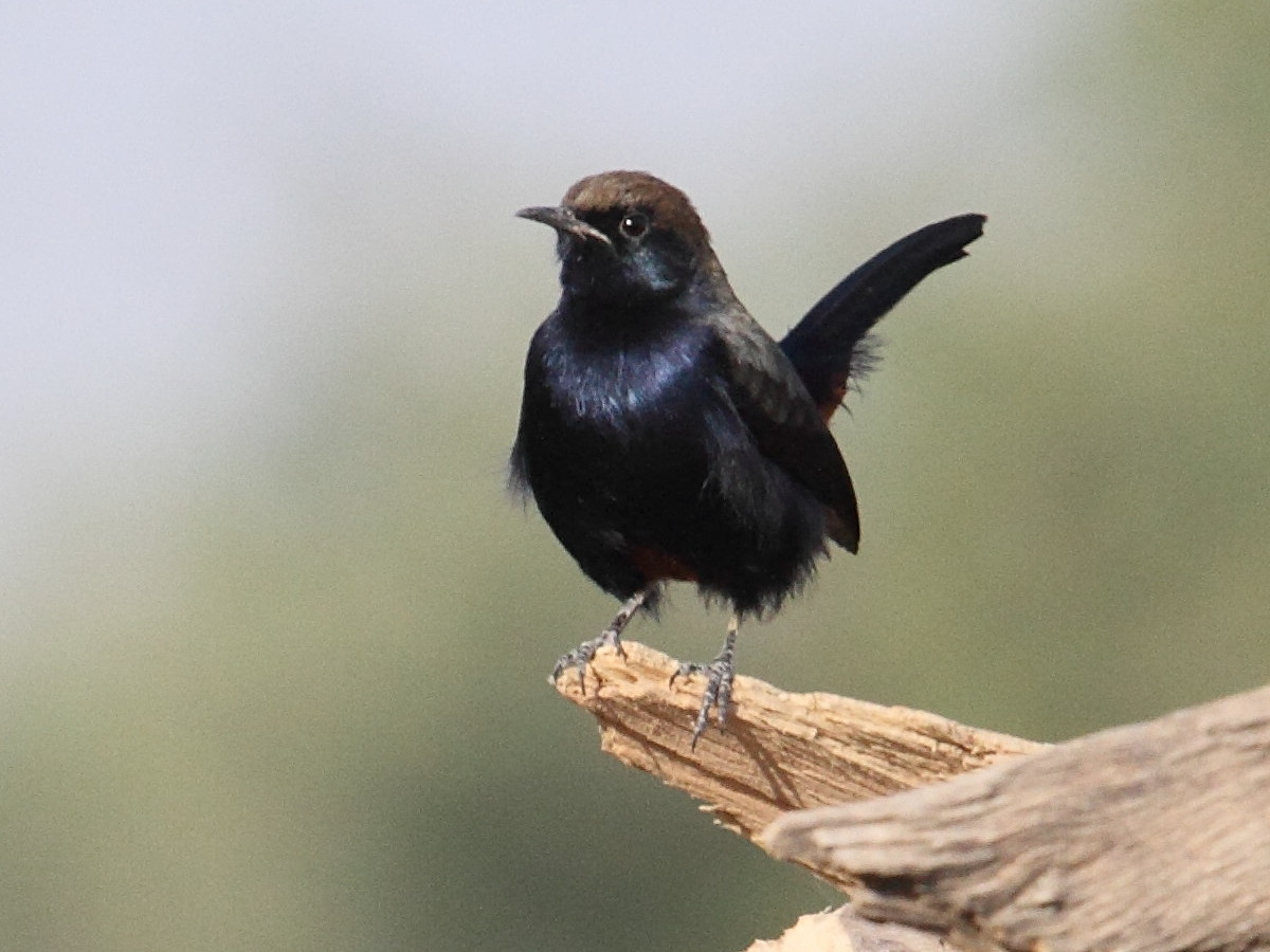 pseudotraquet_indien_-_saxicoloides_fulicatus_cambaiensis3bd