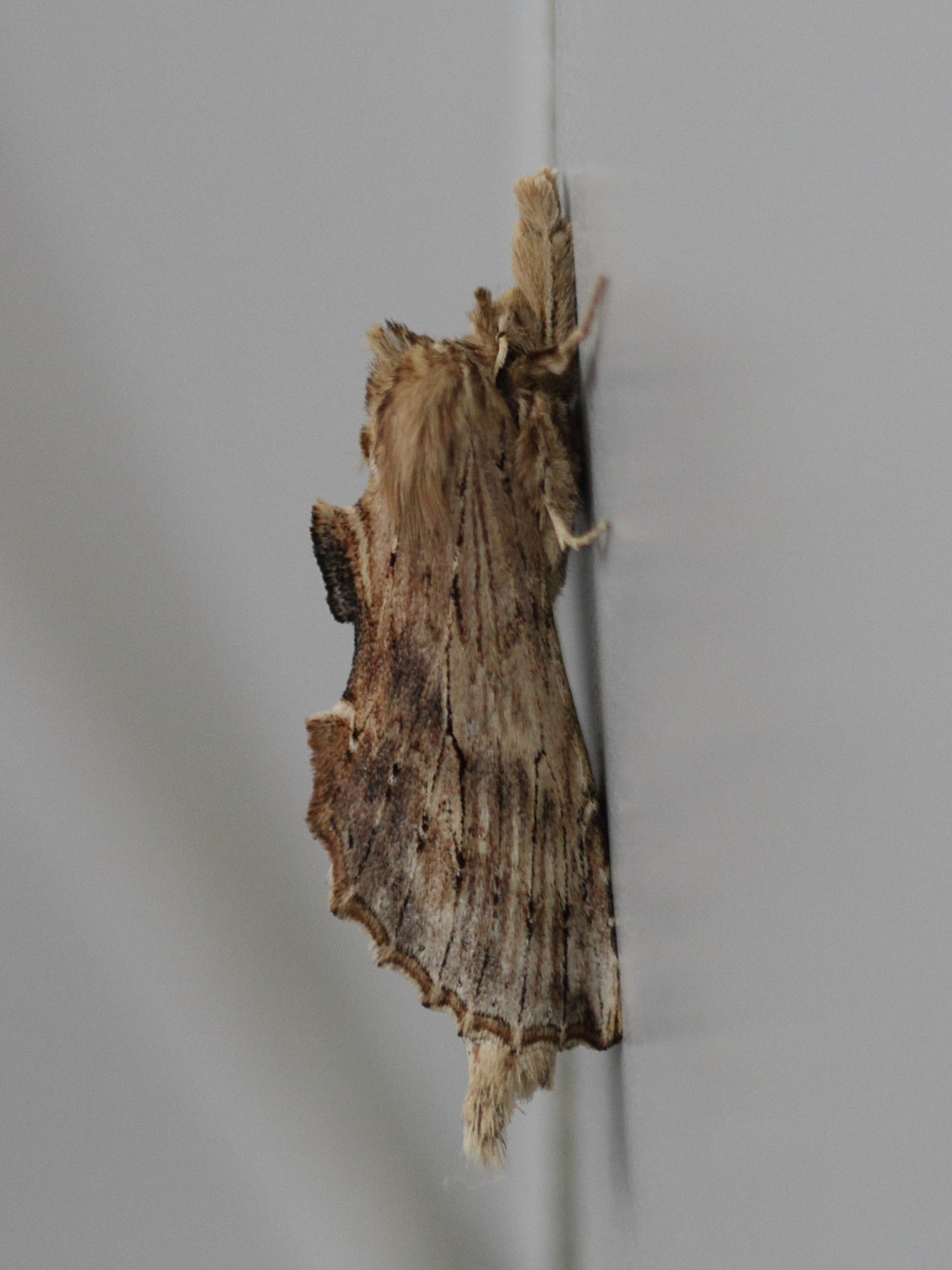 pterostoma_palpina7bd