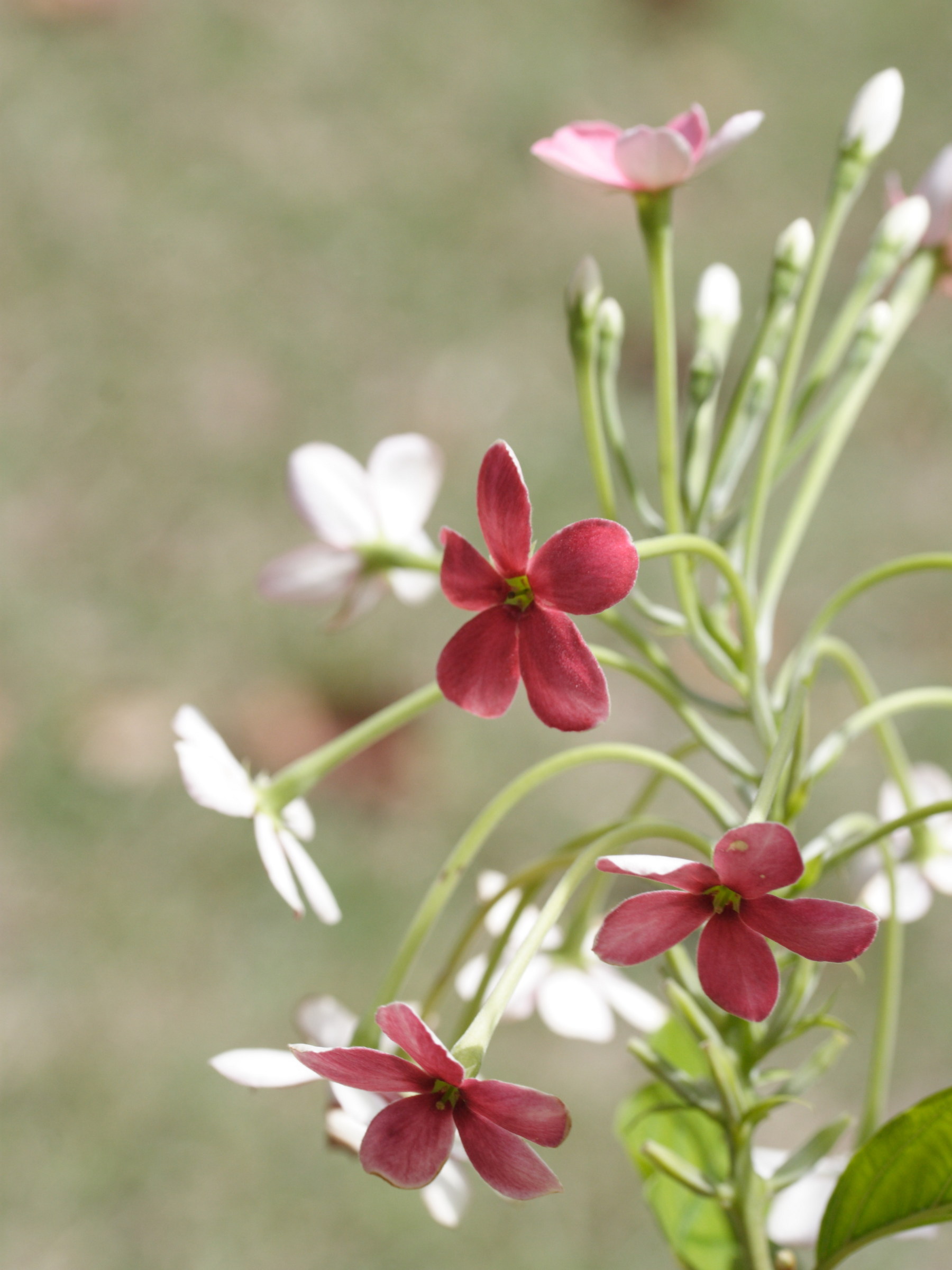 Afficher le média quisqualis_indica4md quisqualis_indica4md