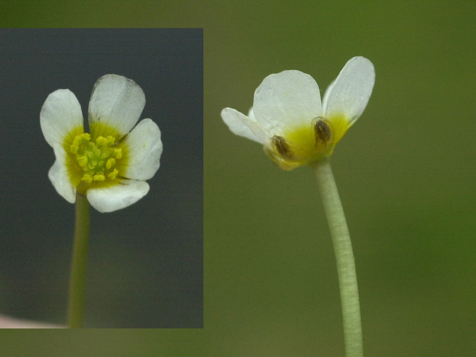Afficher le média ranunculus_trichophyllus4md ranunculus_trichophyllus4md