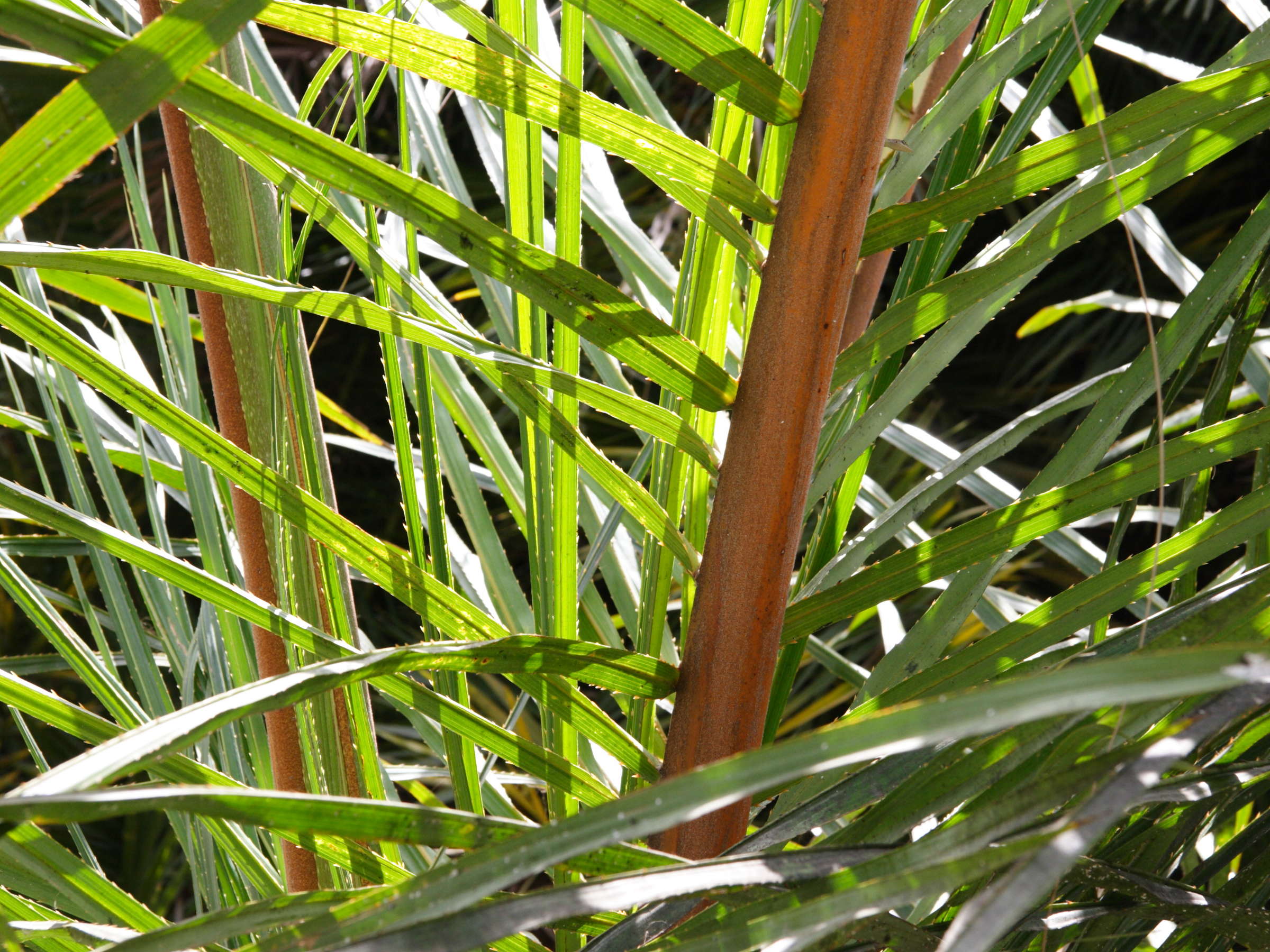 raphia_farinifera3md