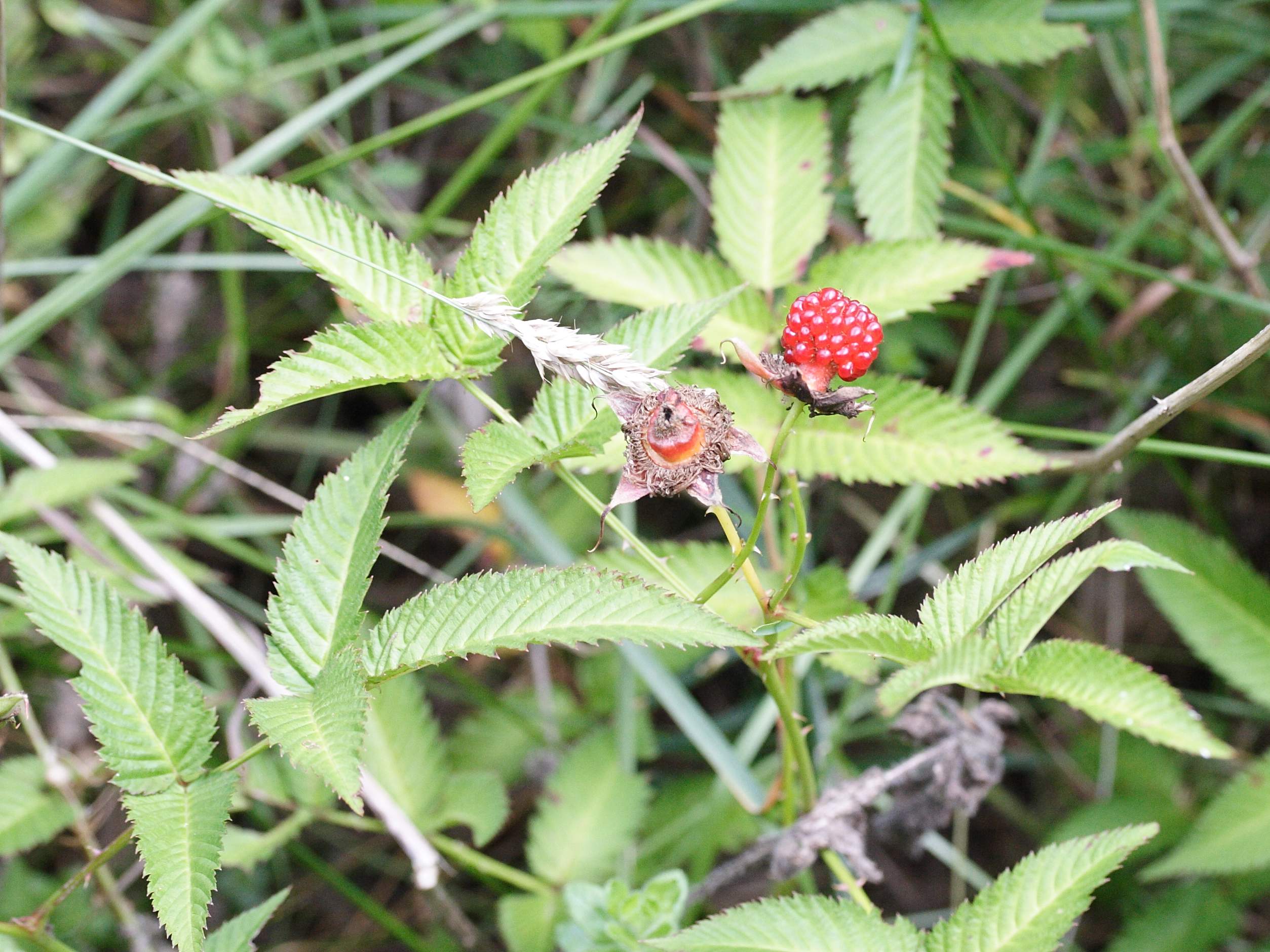 Afficher le média rubus_illecebrosus1md rubus_illecebrosus1md