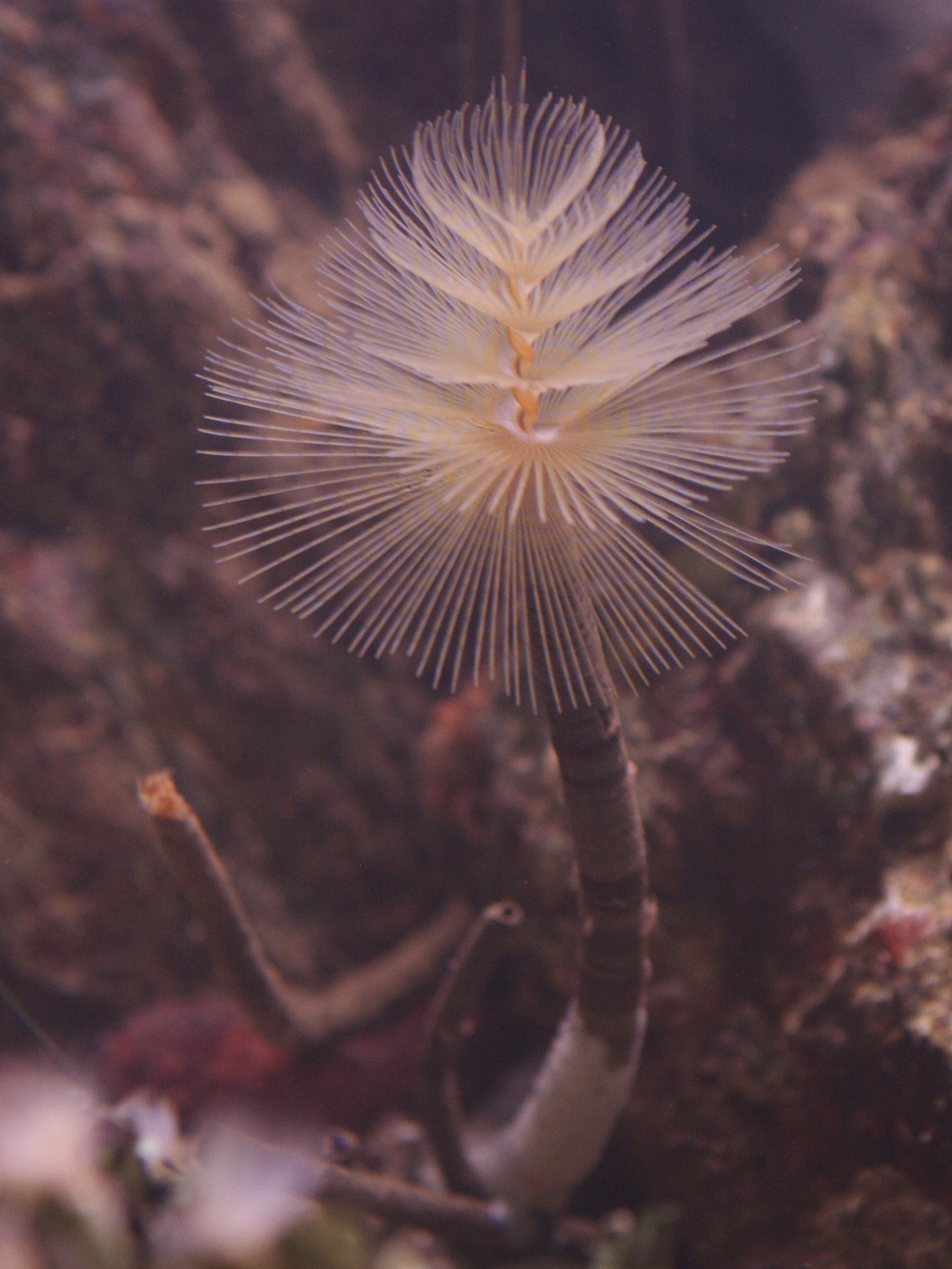 sabella_spallanzani2md