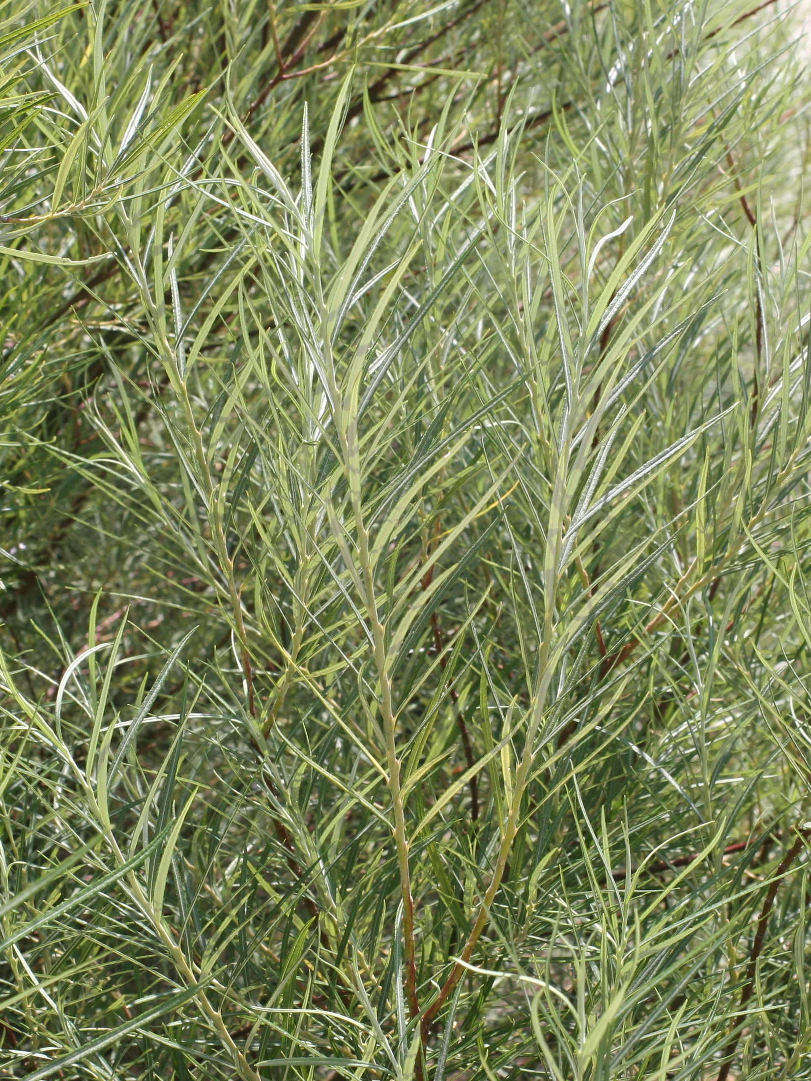 Afficher le média salix_rosmarinifolia2md salix_rosmarinifolia2md