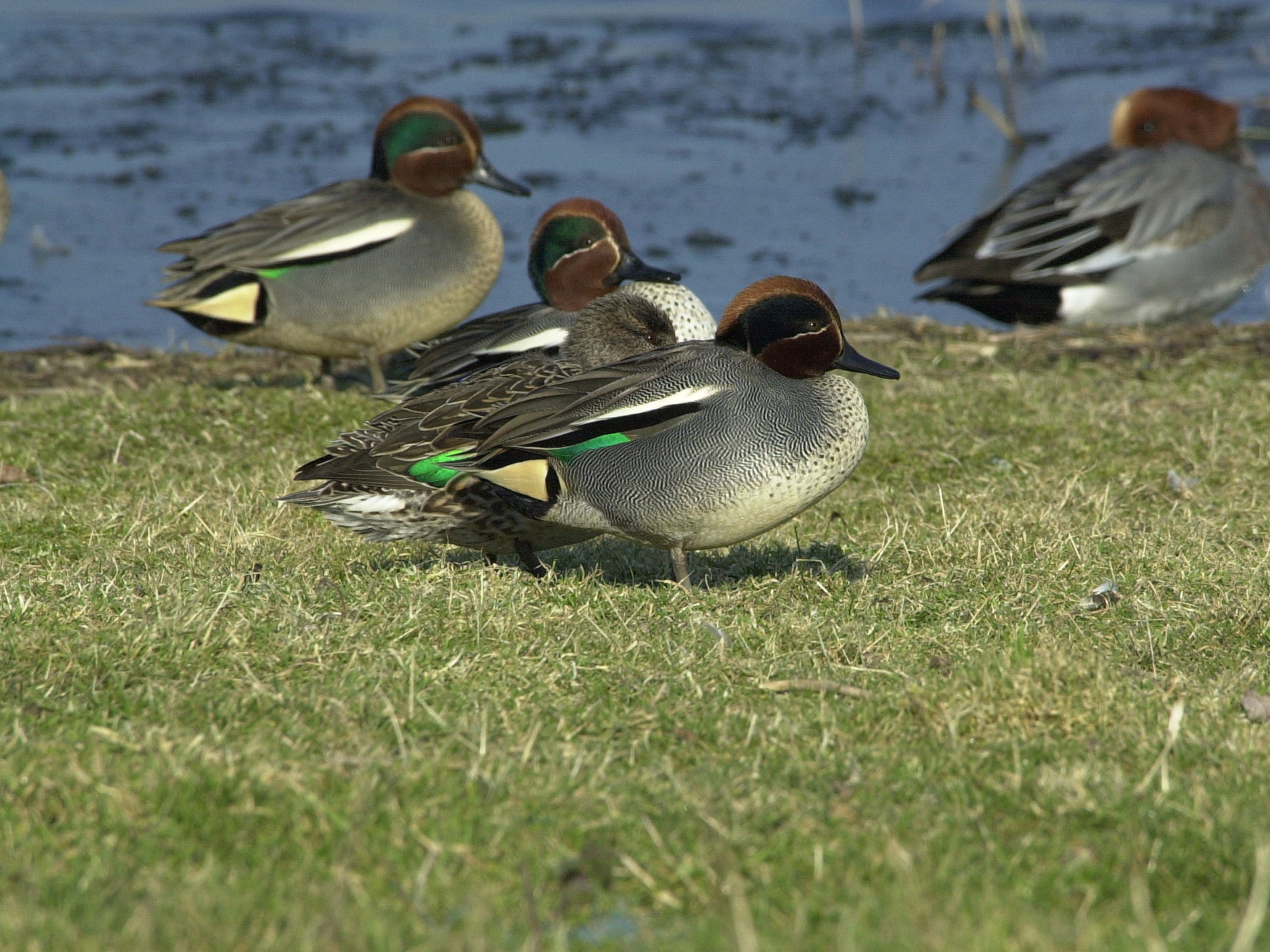 sarcelle_d-hiver_-_anas_crecca2md