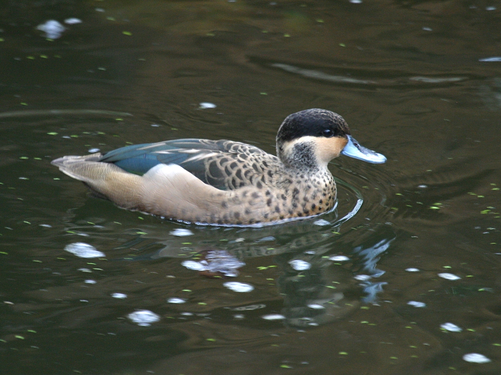 sarcelle_hottentote_-_anas_hottentota2bd