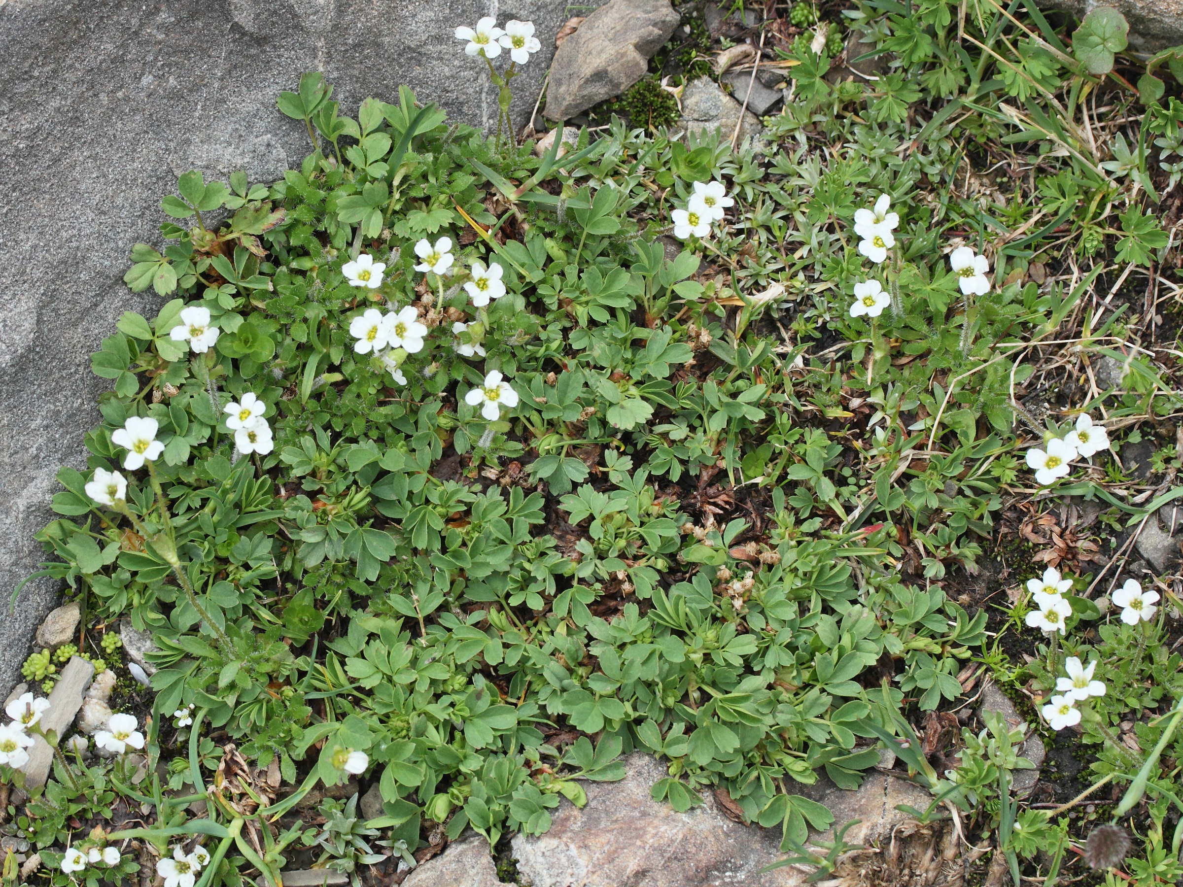 Afficher le média saxifraga_androsacea1md saxifraga_androsacea1md