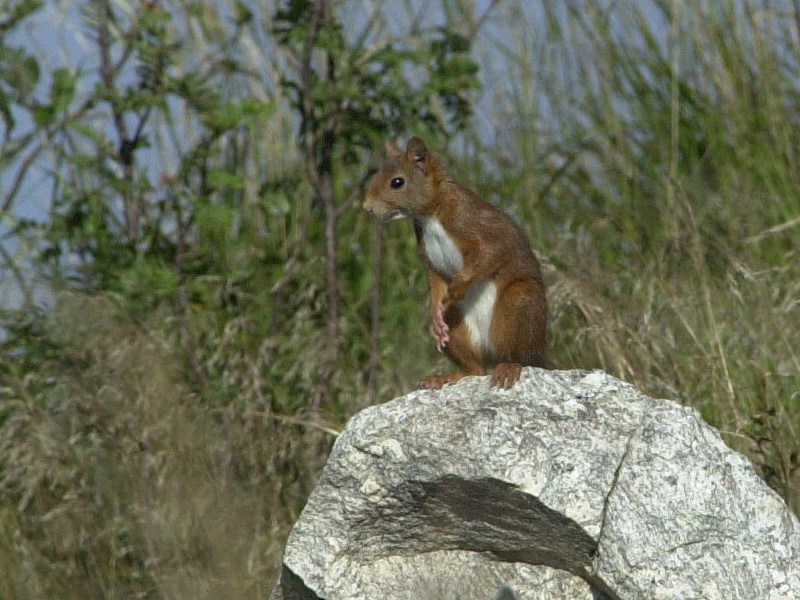 sciurus_vulgaris1md