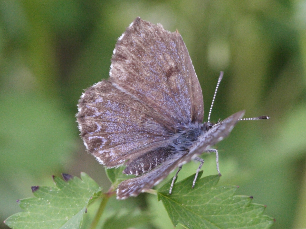 scolitantides_orion1md