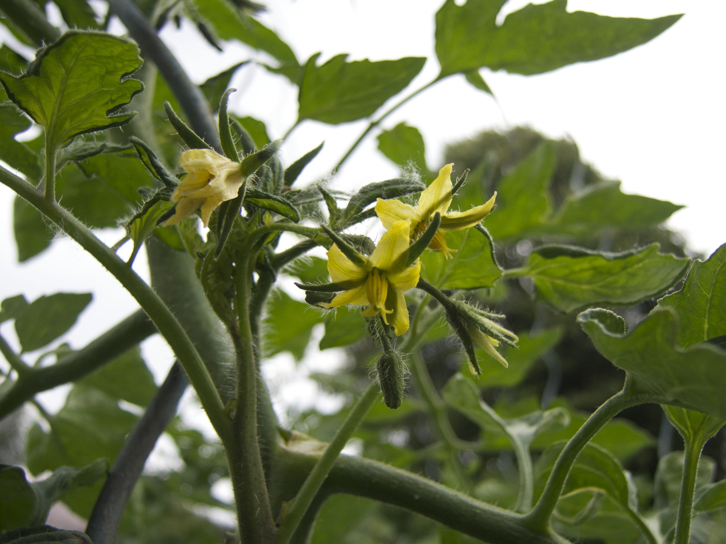 solanum_lycopersicum3md