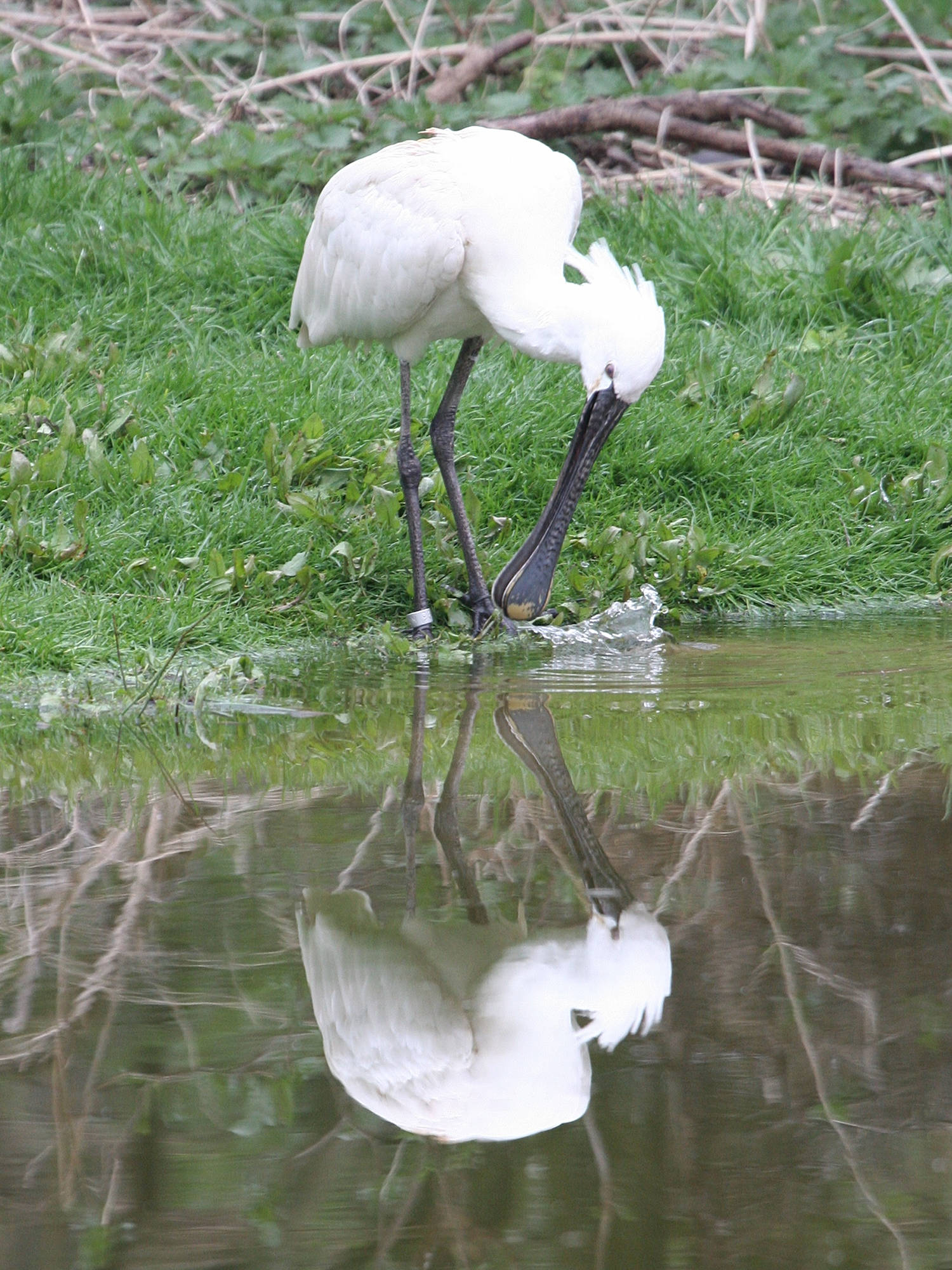 Afficher le média spatule_blanche_-_platalea_leucorodia2md spatule_blanche_-_platalea_leucorodia2md