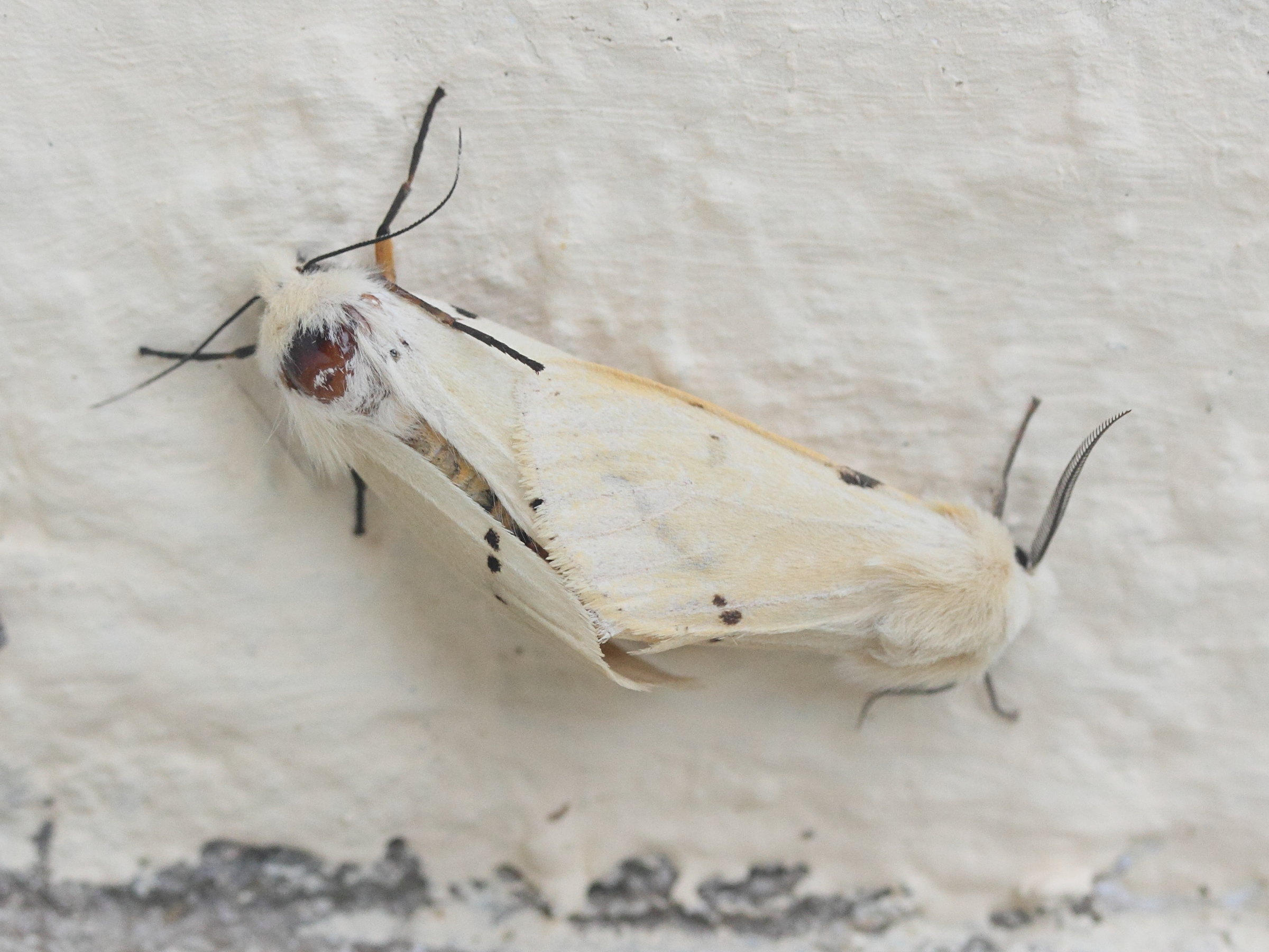 spilosoma_lutea1md
