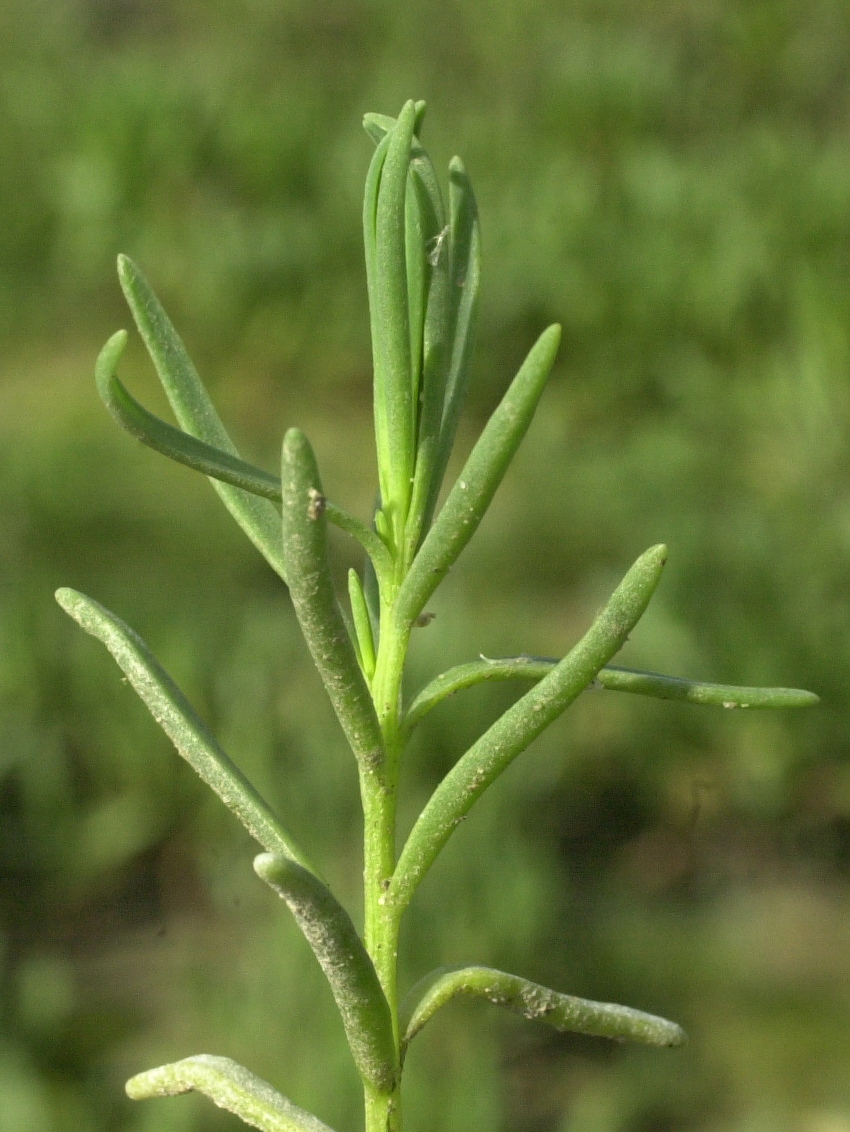 Afficher le média suaeda_maritima2md suaeda_maritima2md