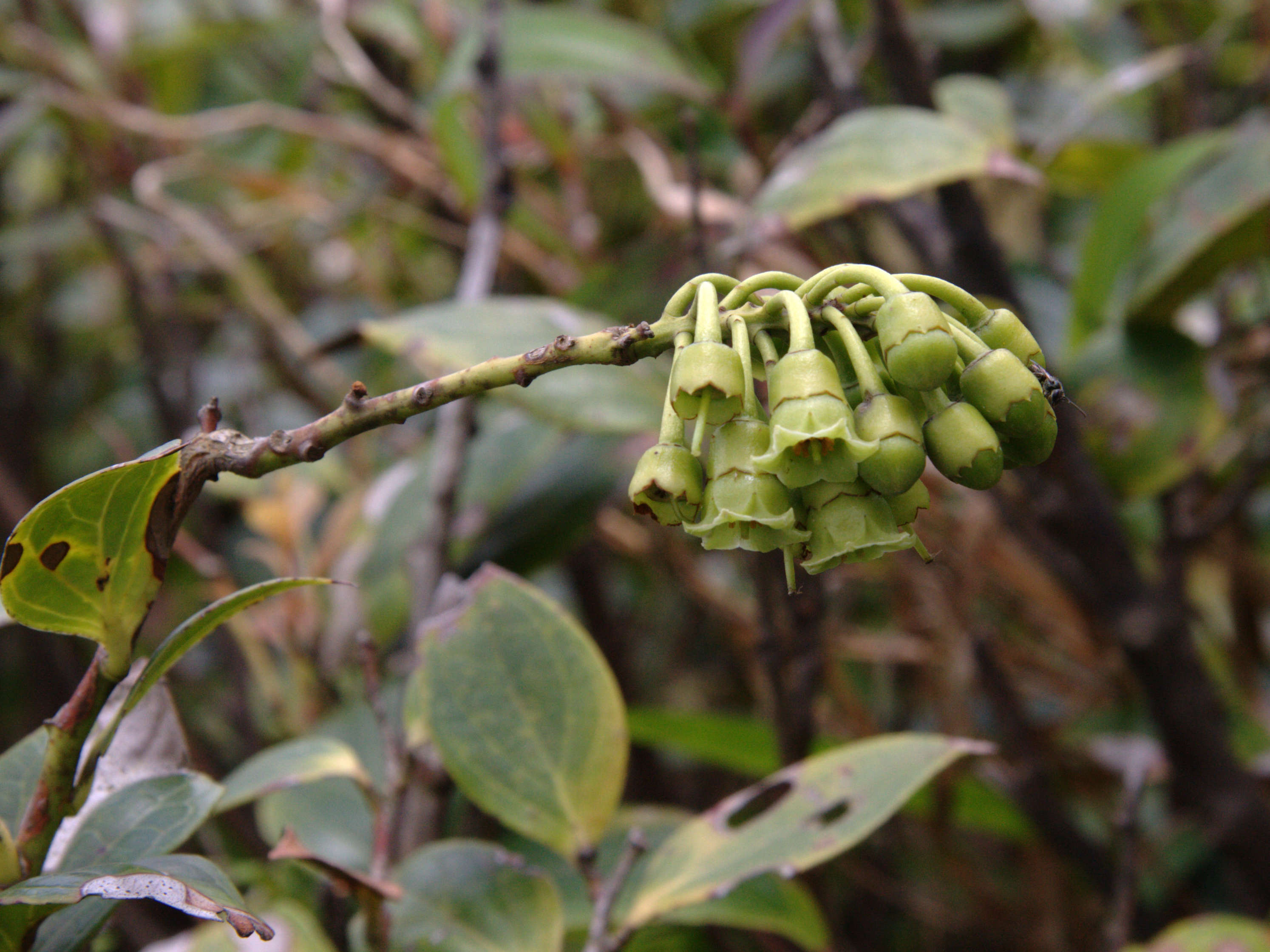 symphysia_racemosa2md