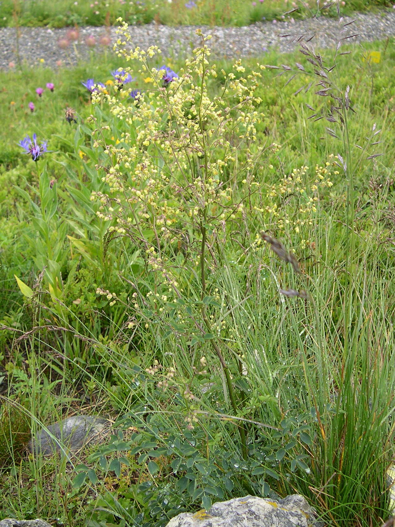 Afficher le média Thalictrum_minus Thalictrum_minus