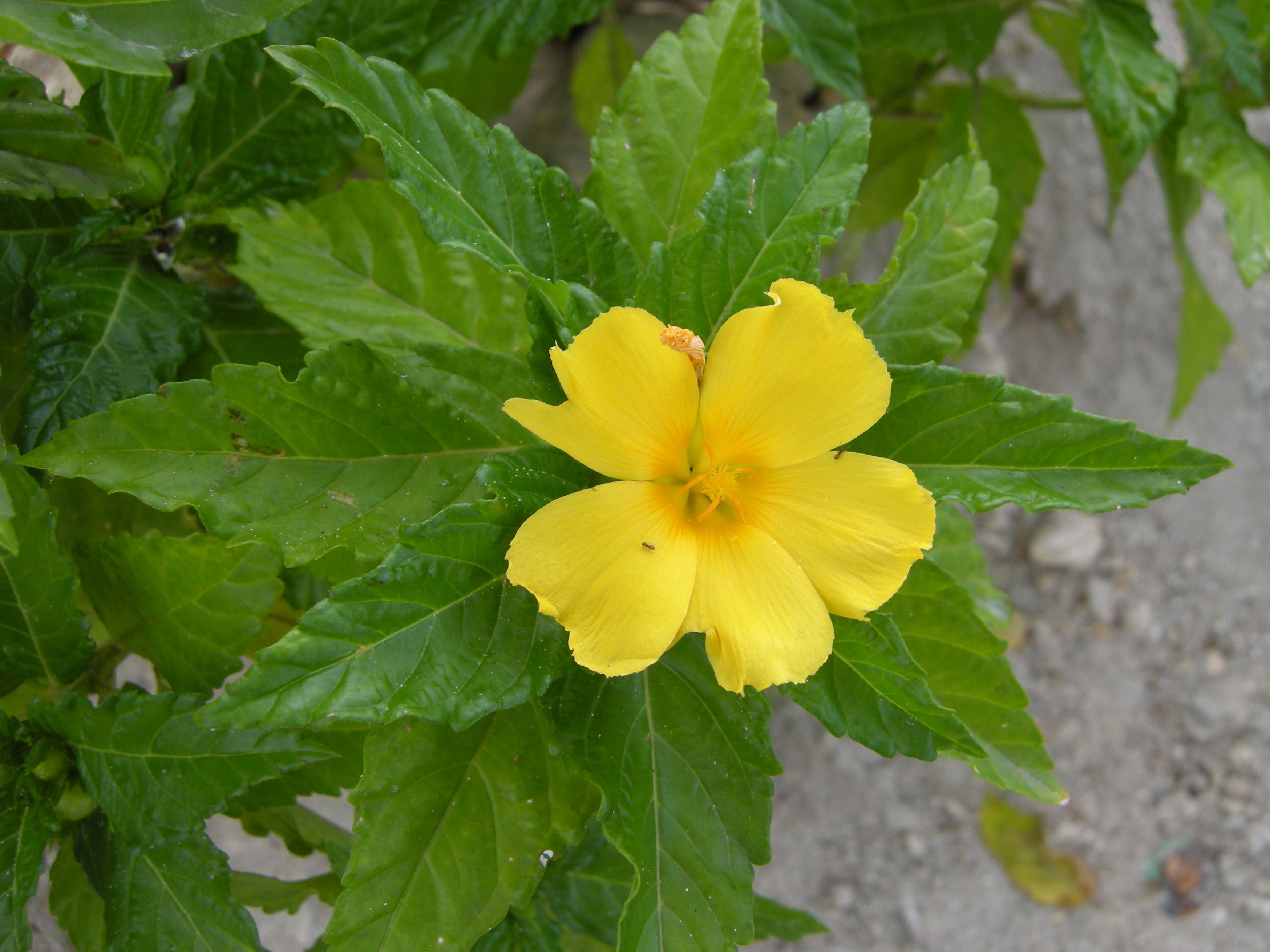 turnera_ulmifolia1md