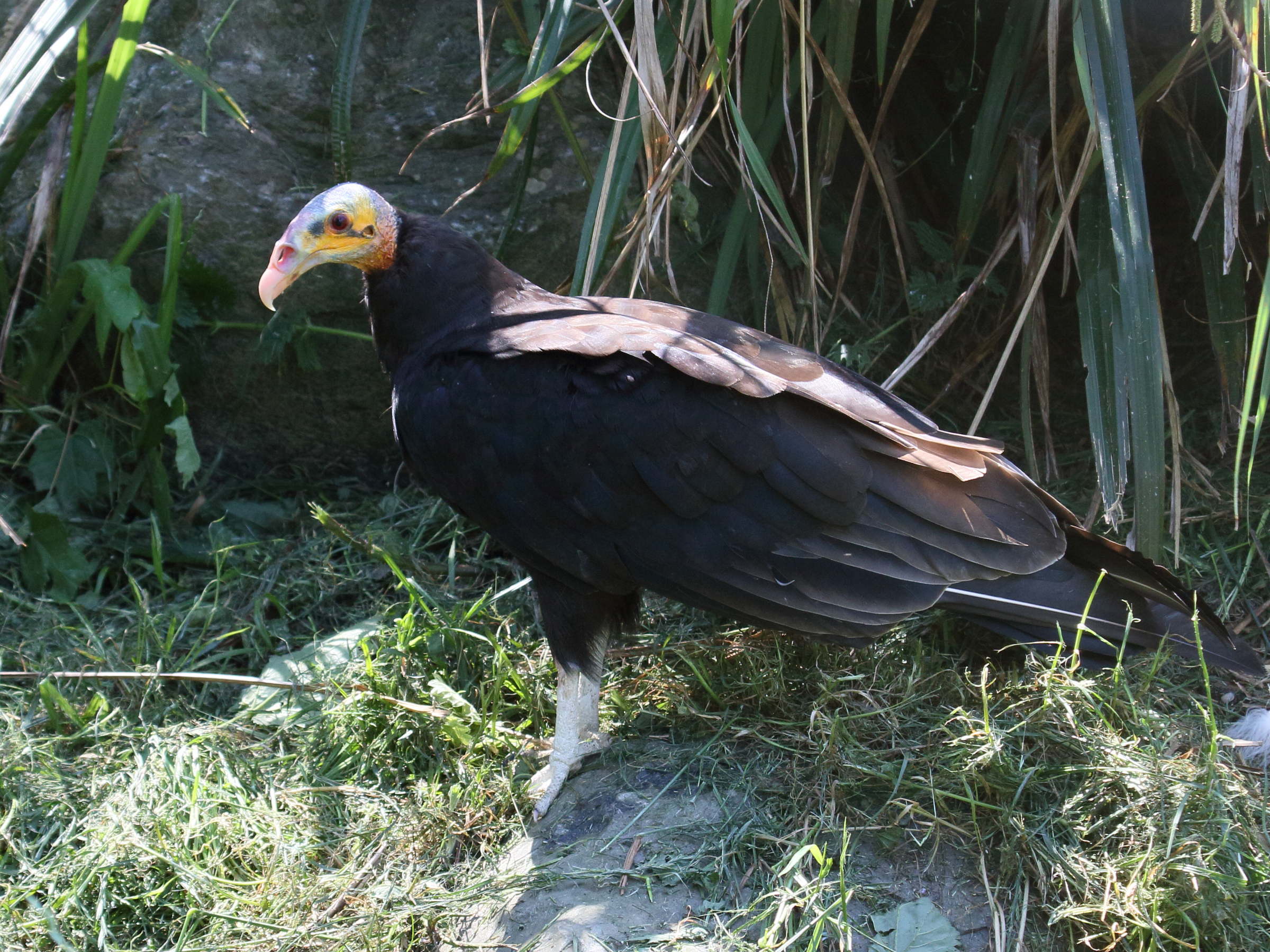 urubu_a_tete_jaune_-_cathartes_burrovianus1bd