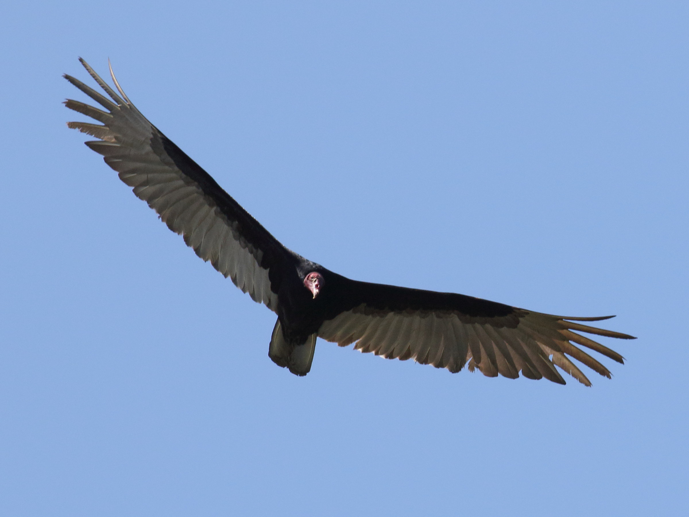 Afficher le média urubu_a_tete_rouge_-_cathartes_aura4bd urubu_a_tete_rouge_-_cathartes_aura4bd