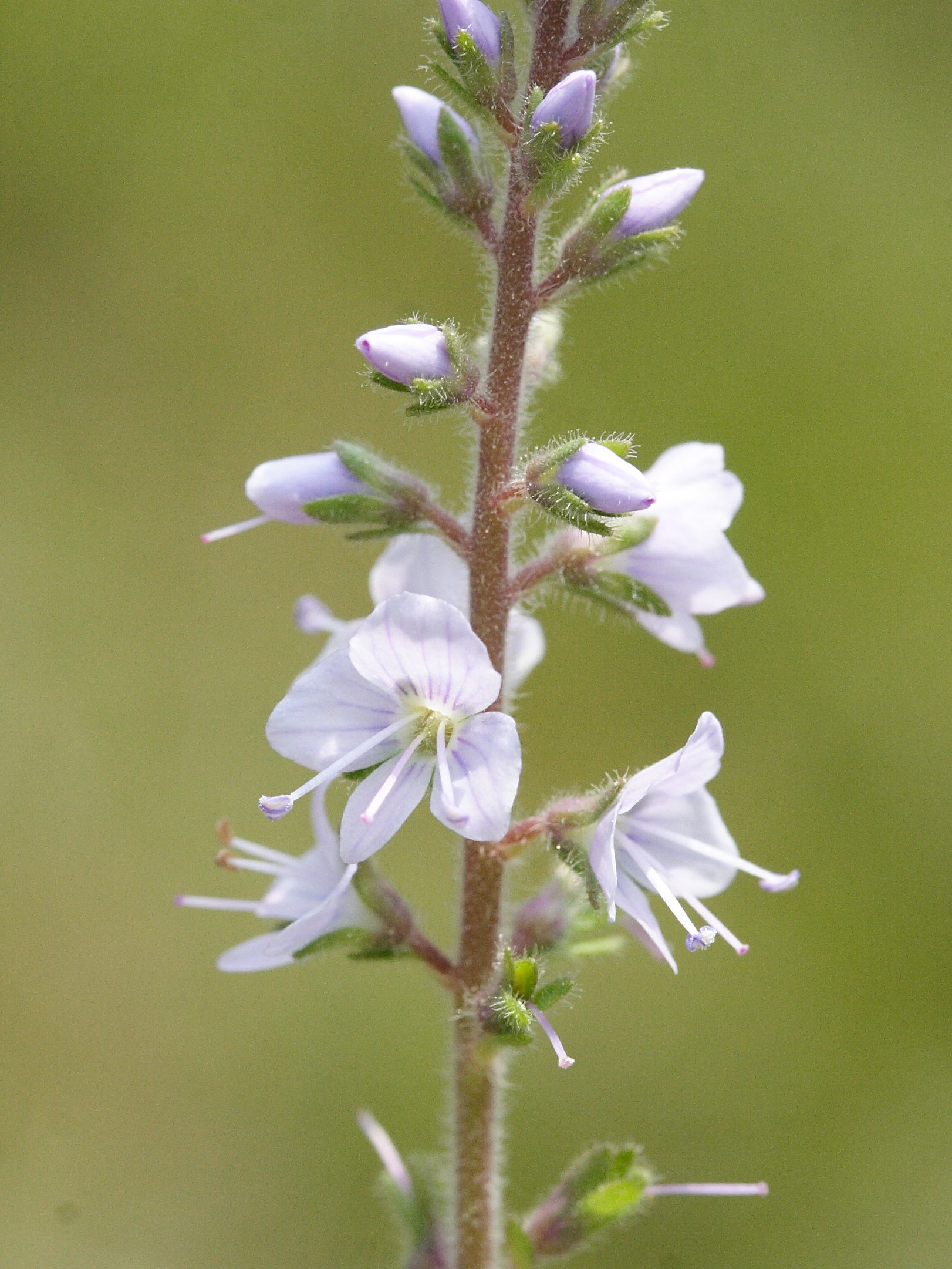 veronica_officinalis3md