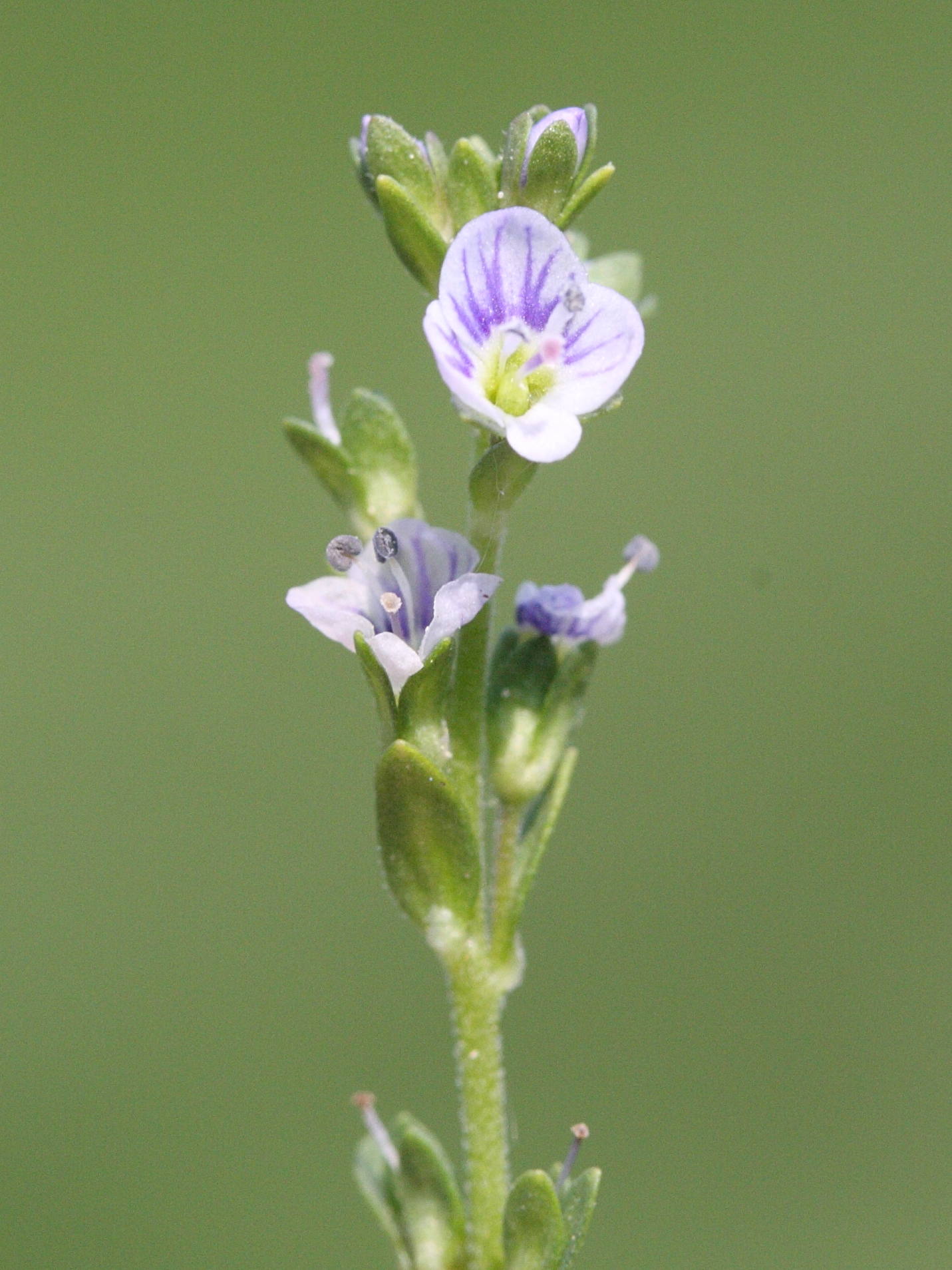veronica_serpyllifolia4md