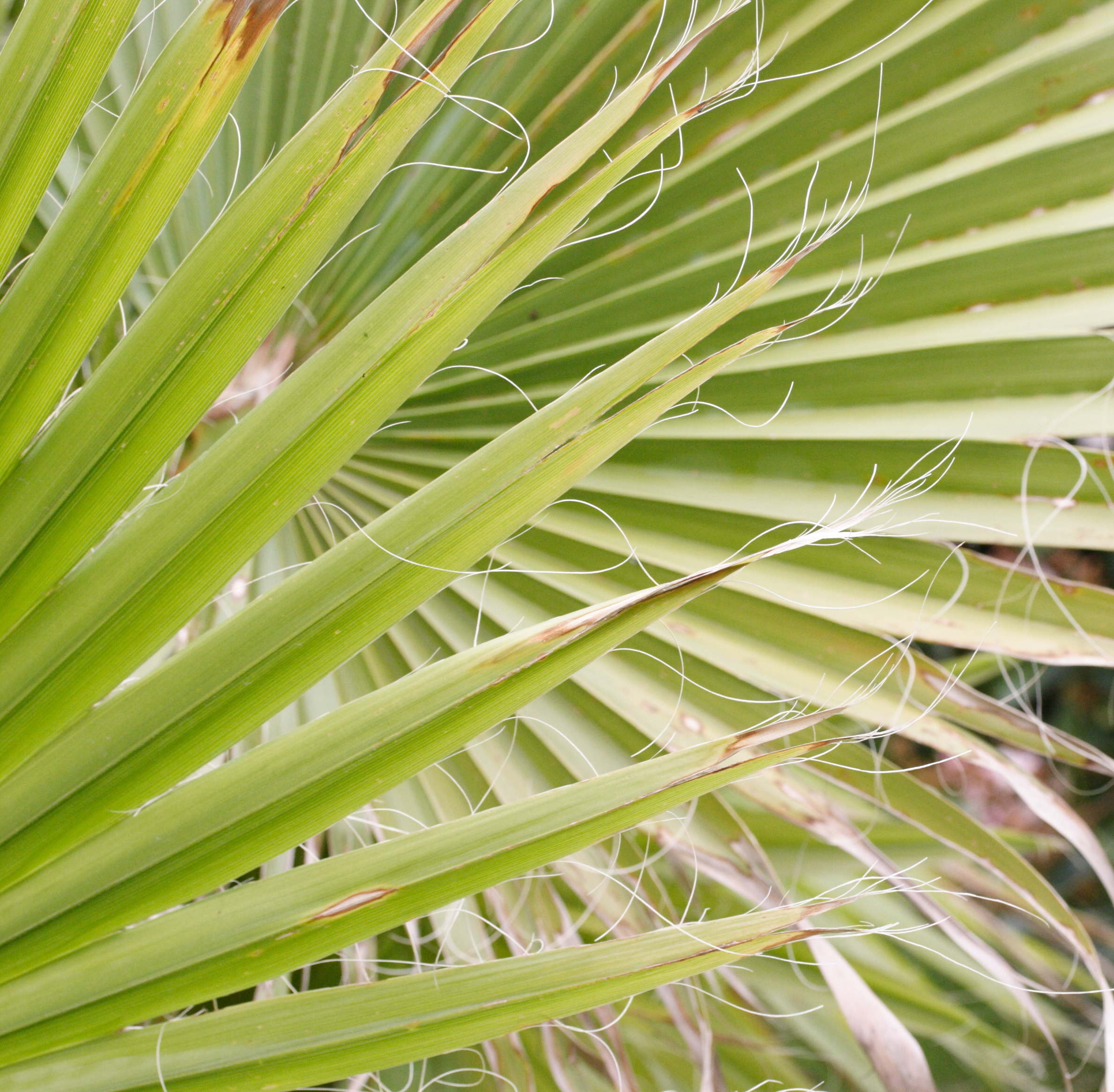 Afficher le média washingtonia_robusta3md washingtonia_robusta3md