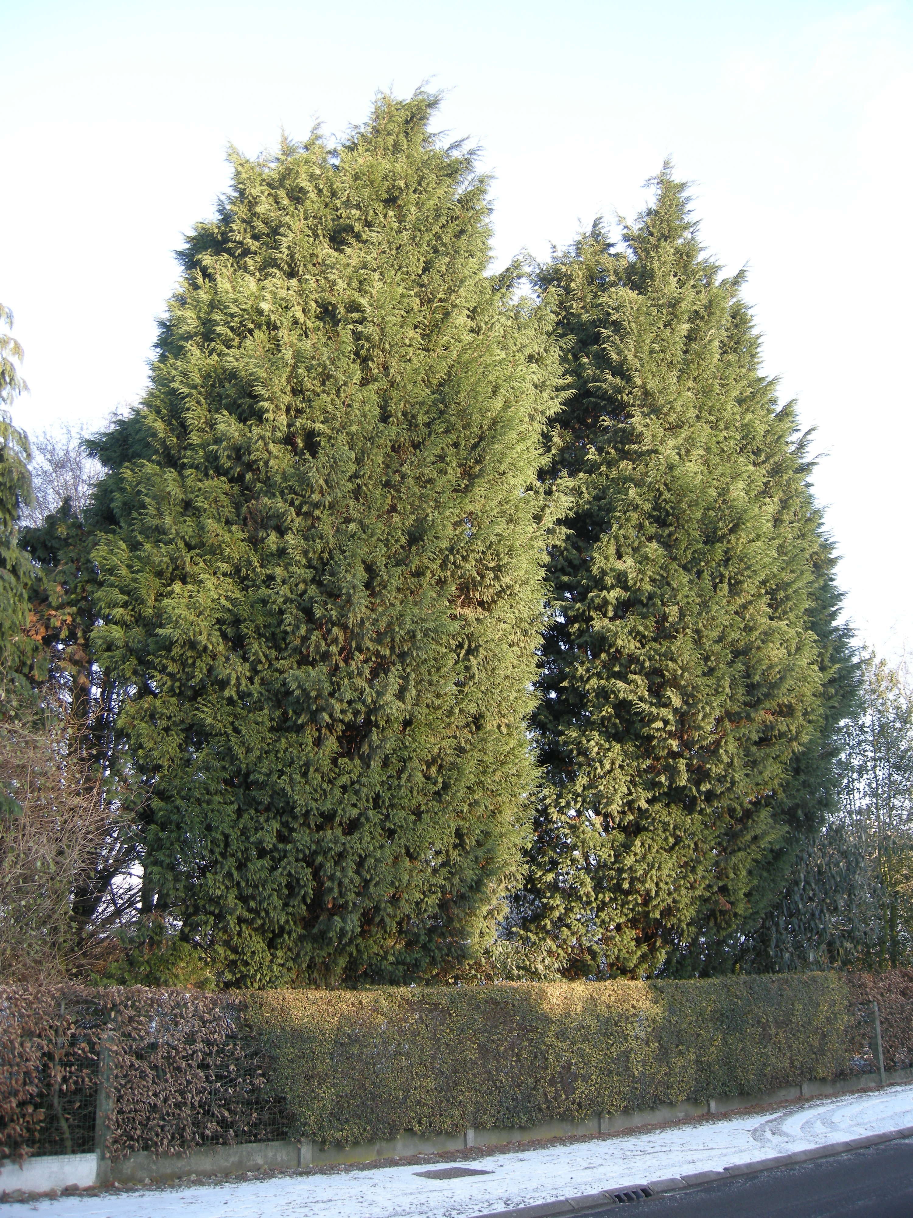 x Cuprocyparis_leylandii