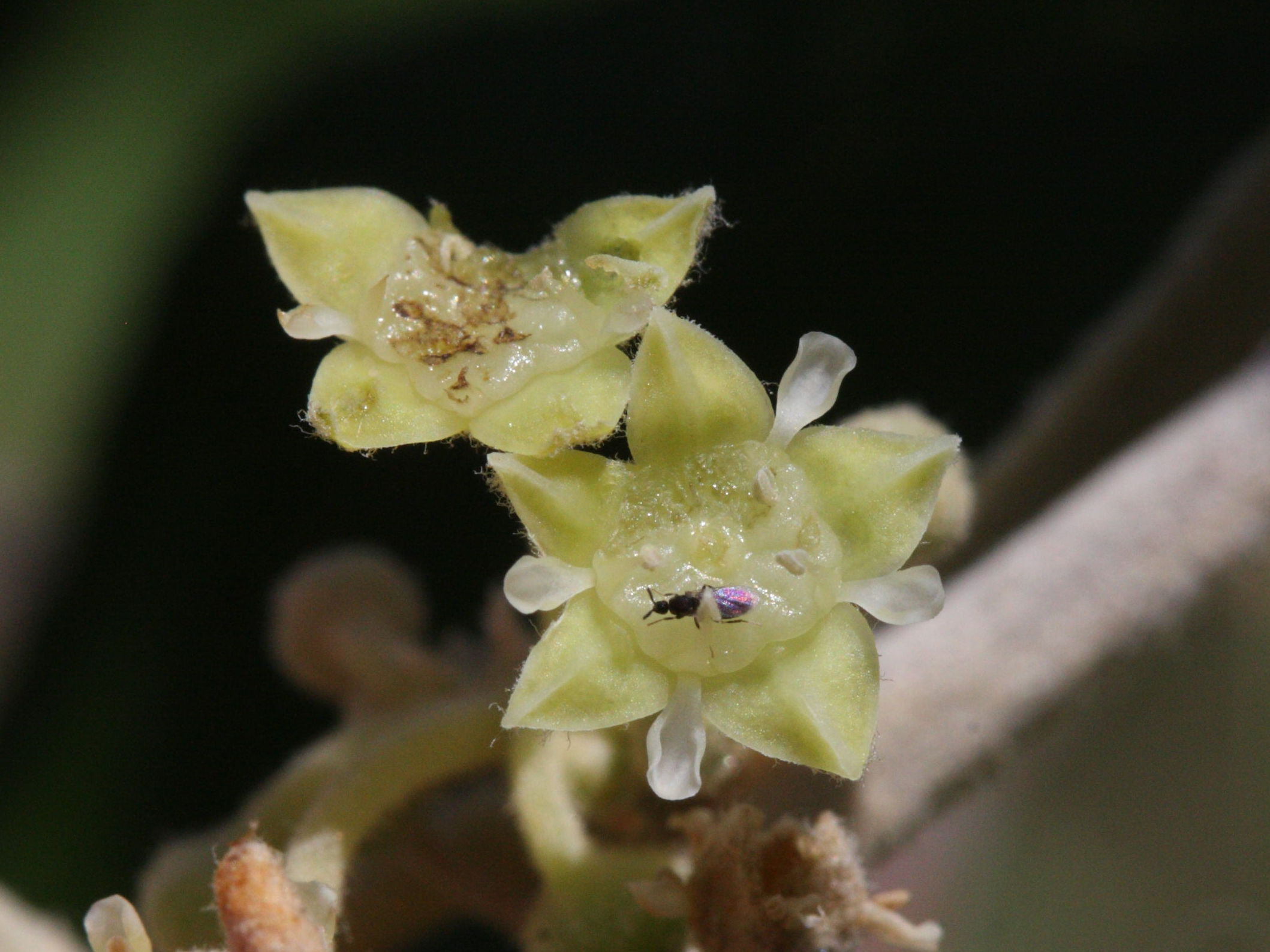 Afficher le média ziziphus_mauritiana3md ziziphus_mauritiana3md