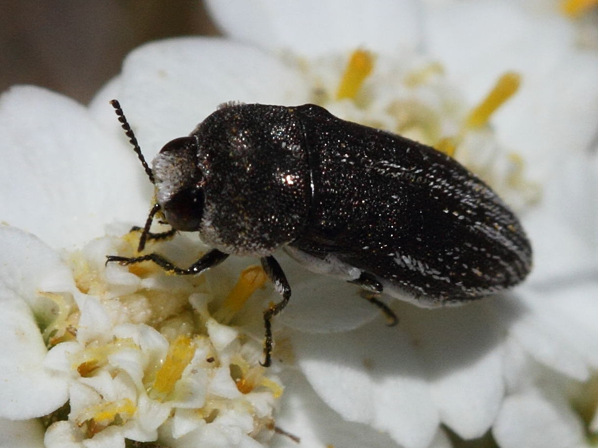 acmaeoderella_gibbulosa2bd