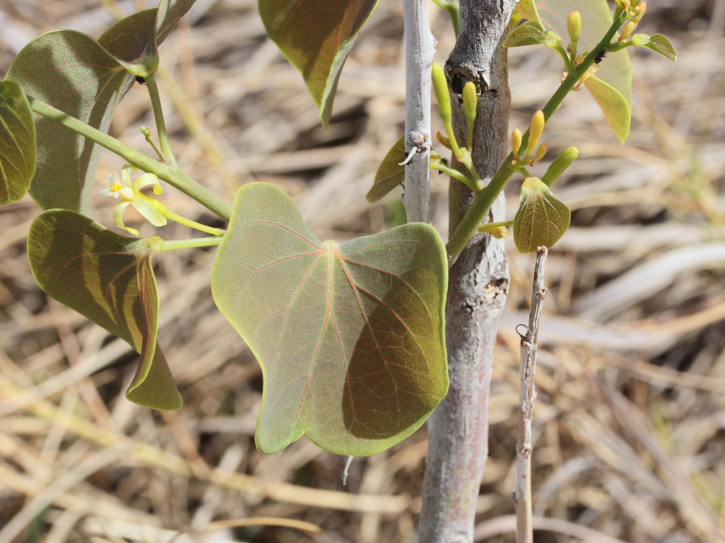 adenia_olaboensis5md