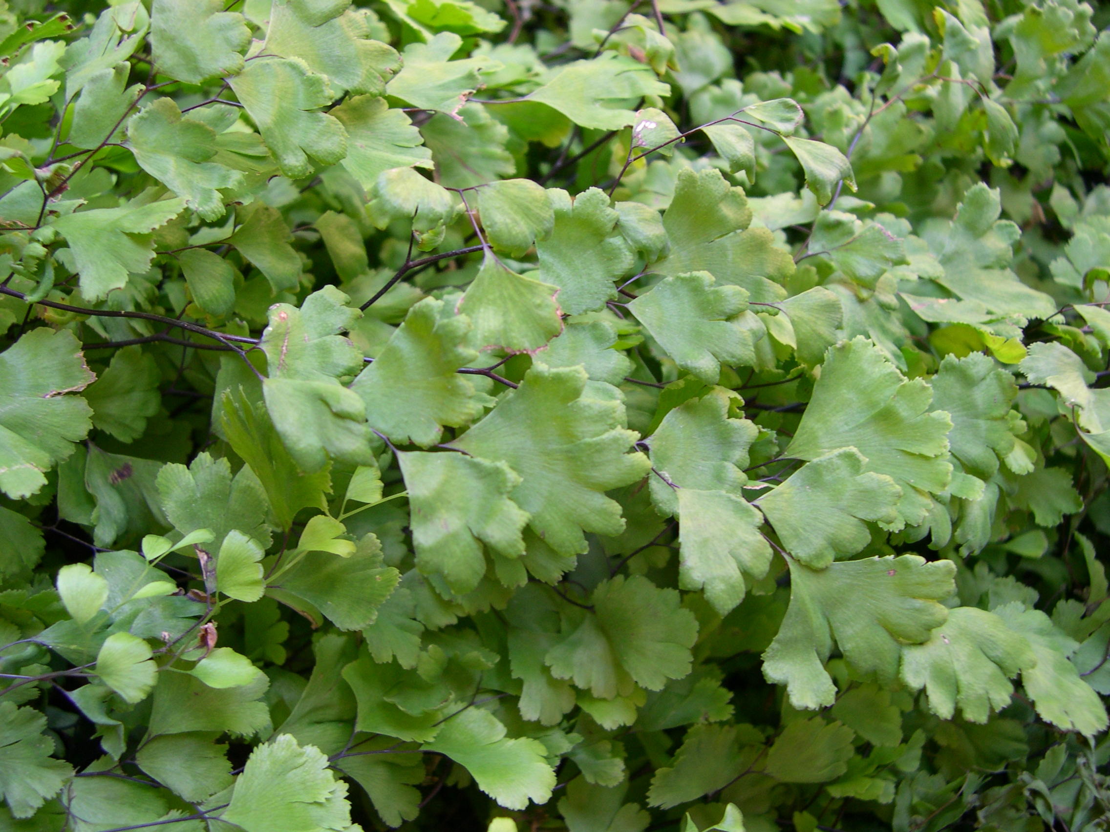 Afficher le média adiantum_capillus-veneris4md adiantum_capillus-veneris4md