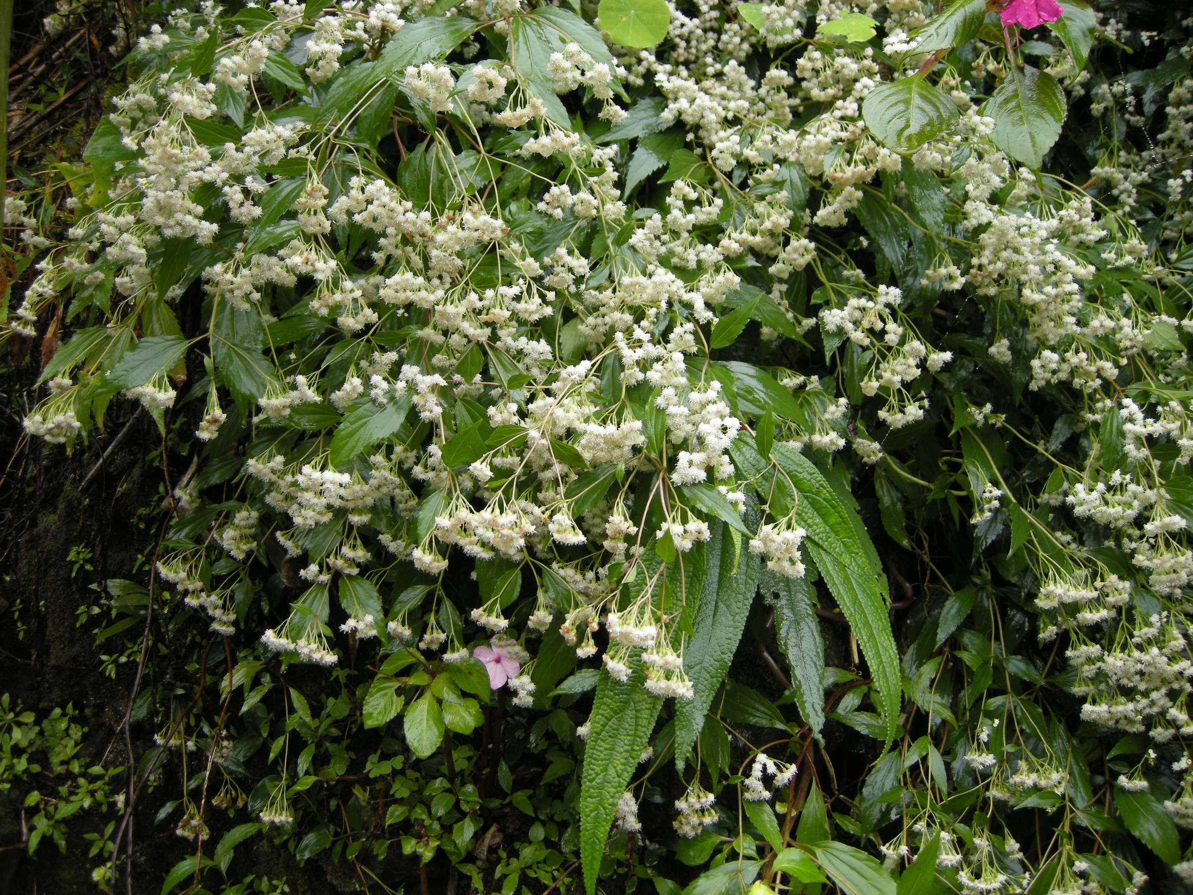 ageratina_riparia2md