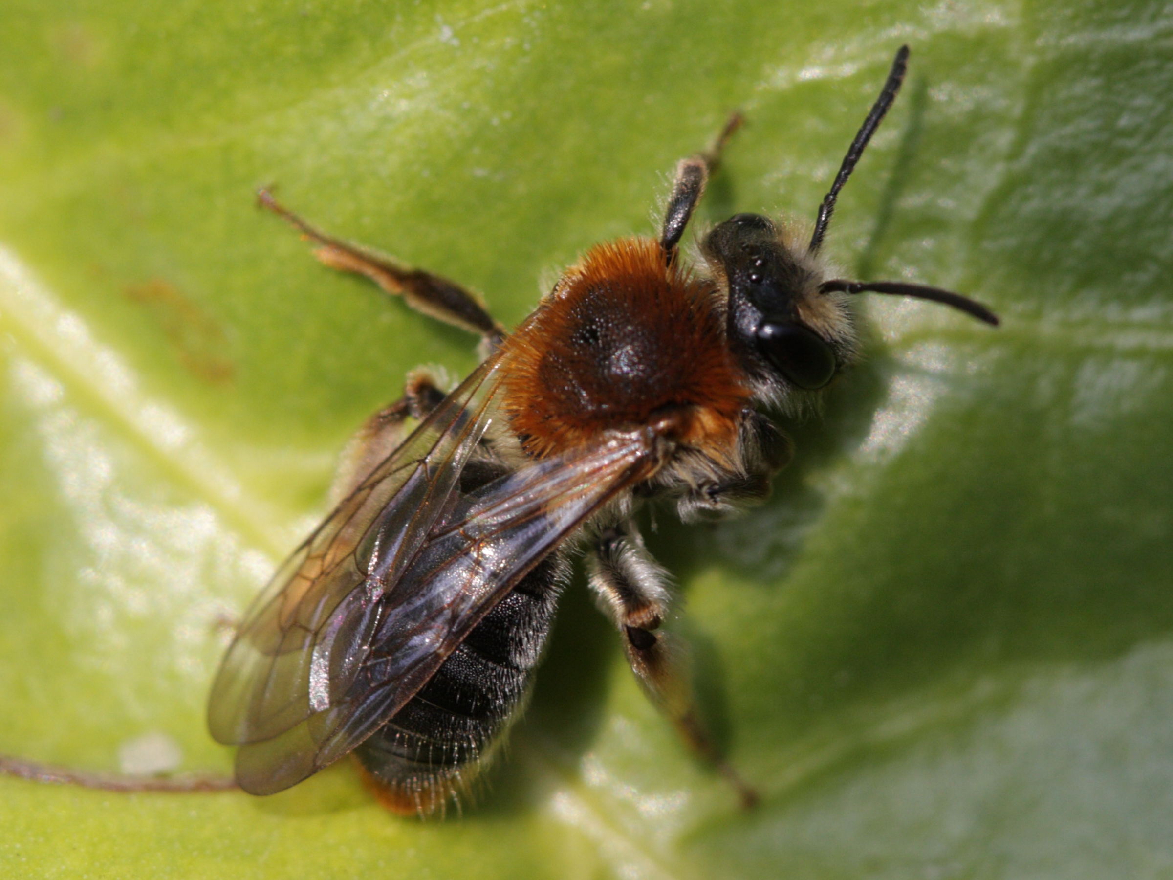 andrena_haemorrhoa3bd